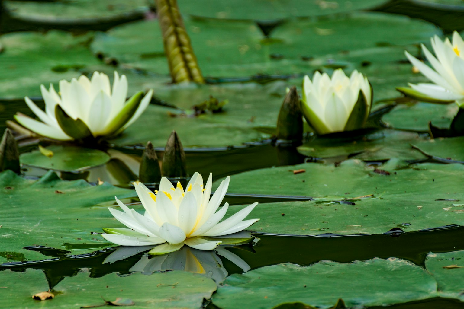 Teratai putih mengapung di permukaan dengan daun hijau