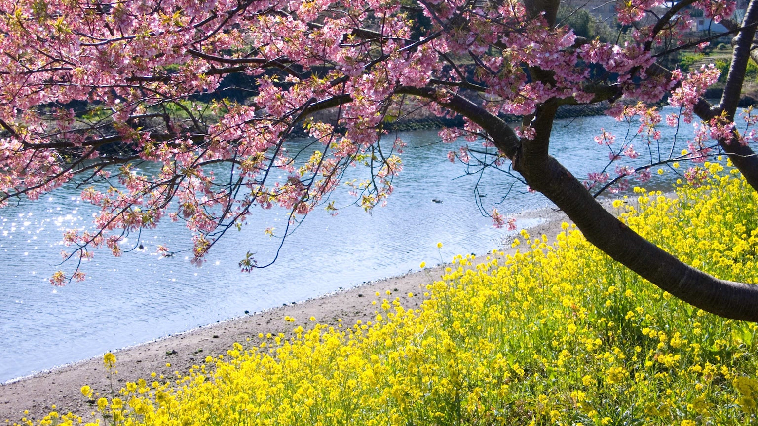 Pemandangan indah bunga sakura dan bunga rapeseed di tepi sungai