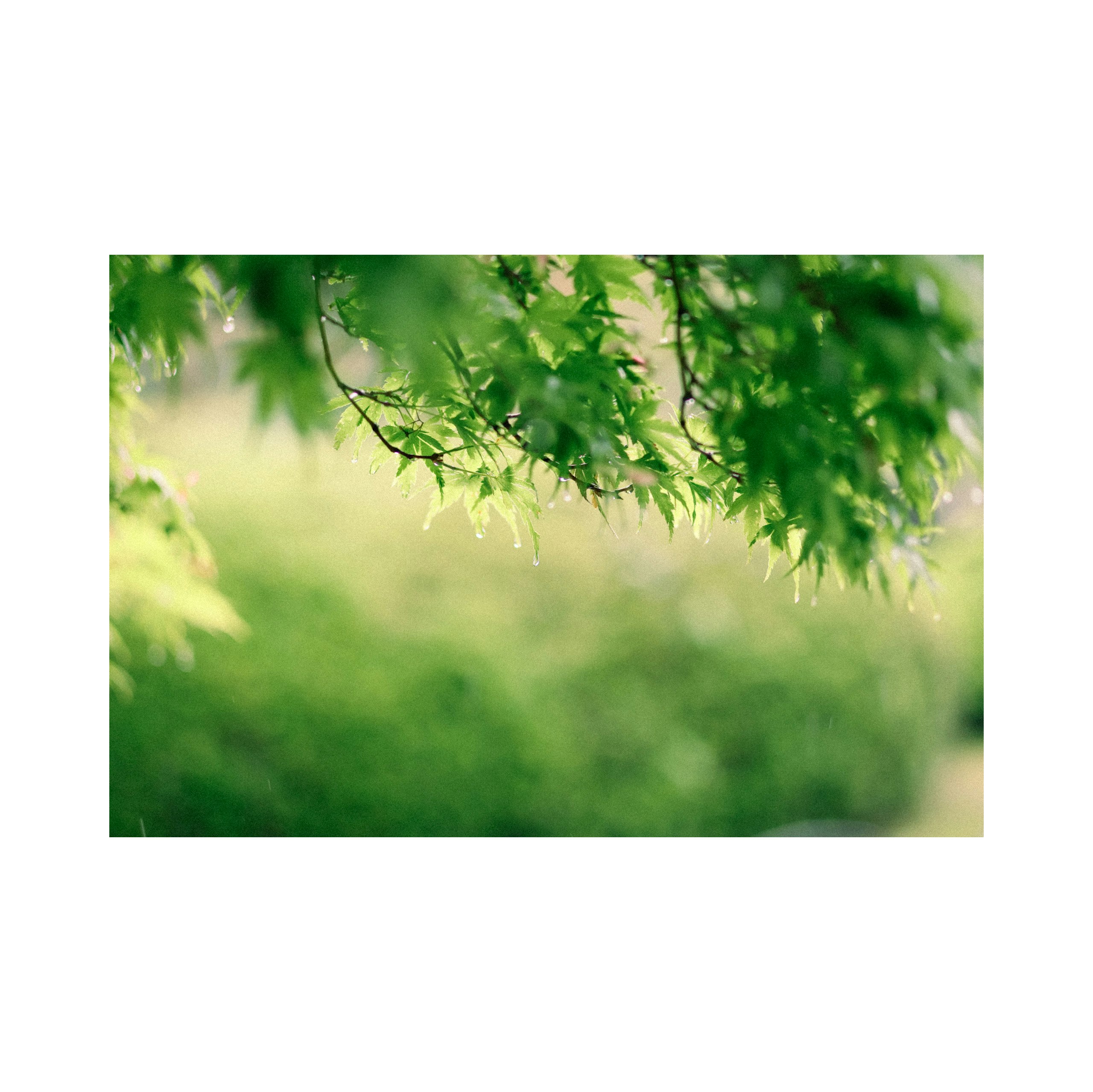 ramas con hojas verdes y fondo desenfocado tipo bokeh