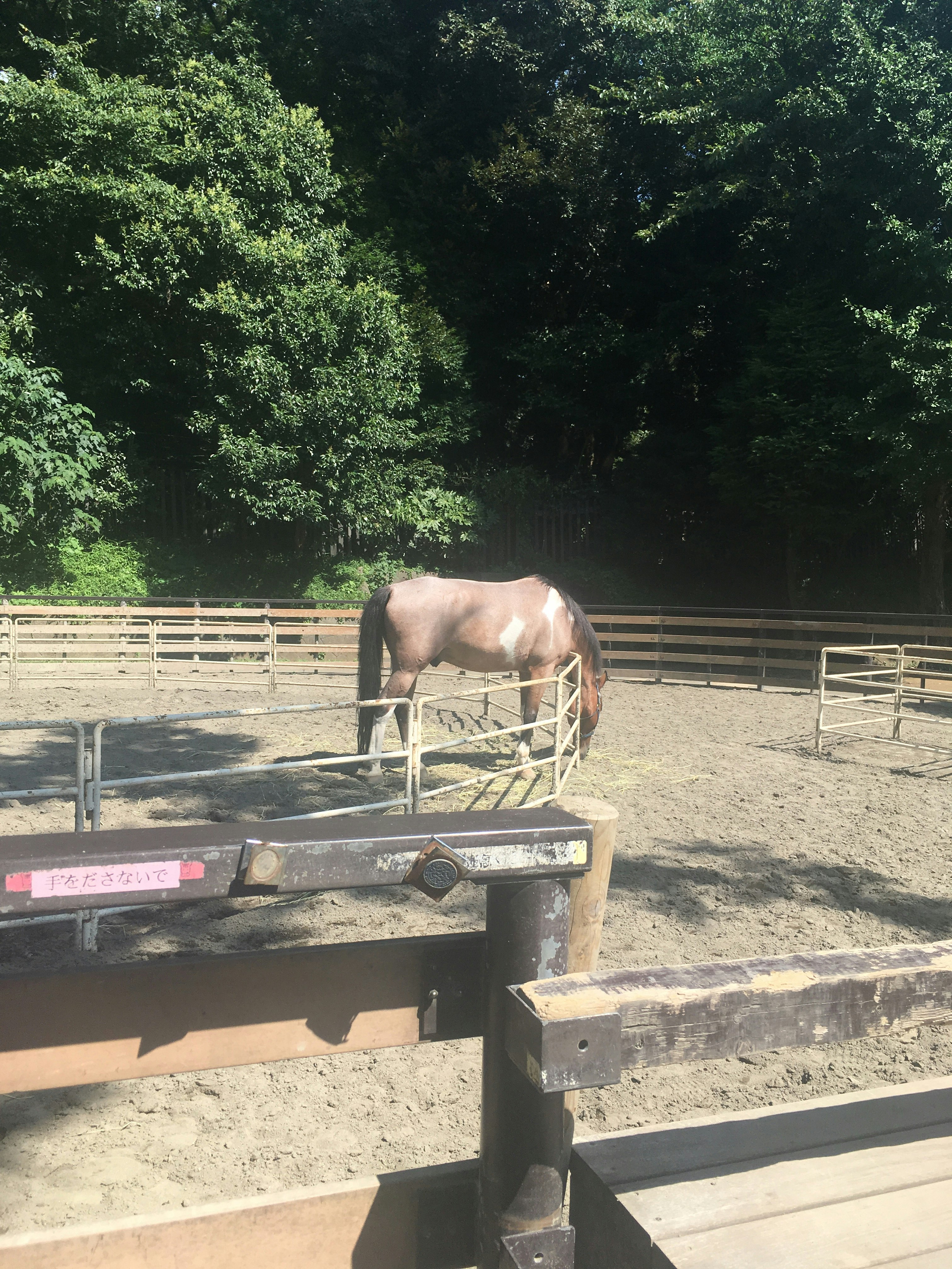柵のある屋外の馬と乗馬場の風景