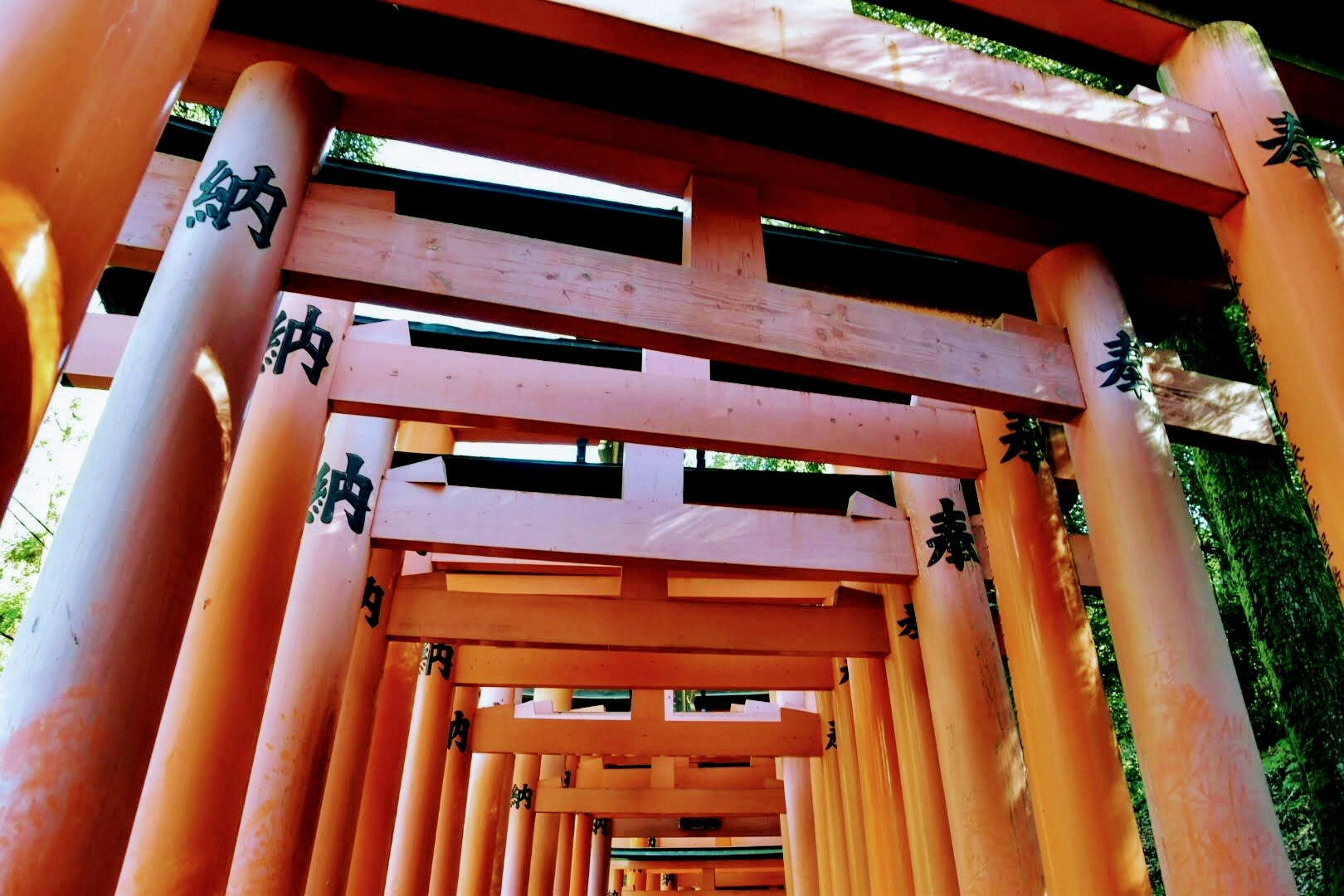 Hàng cổng torii màu đỏ son kéo dài theo lối đi