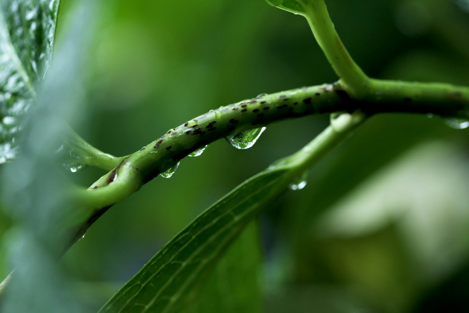 Close-up of a green stem with water droplets and leaves