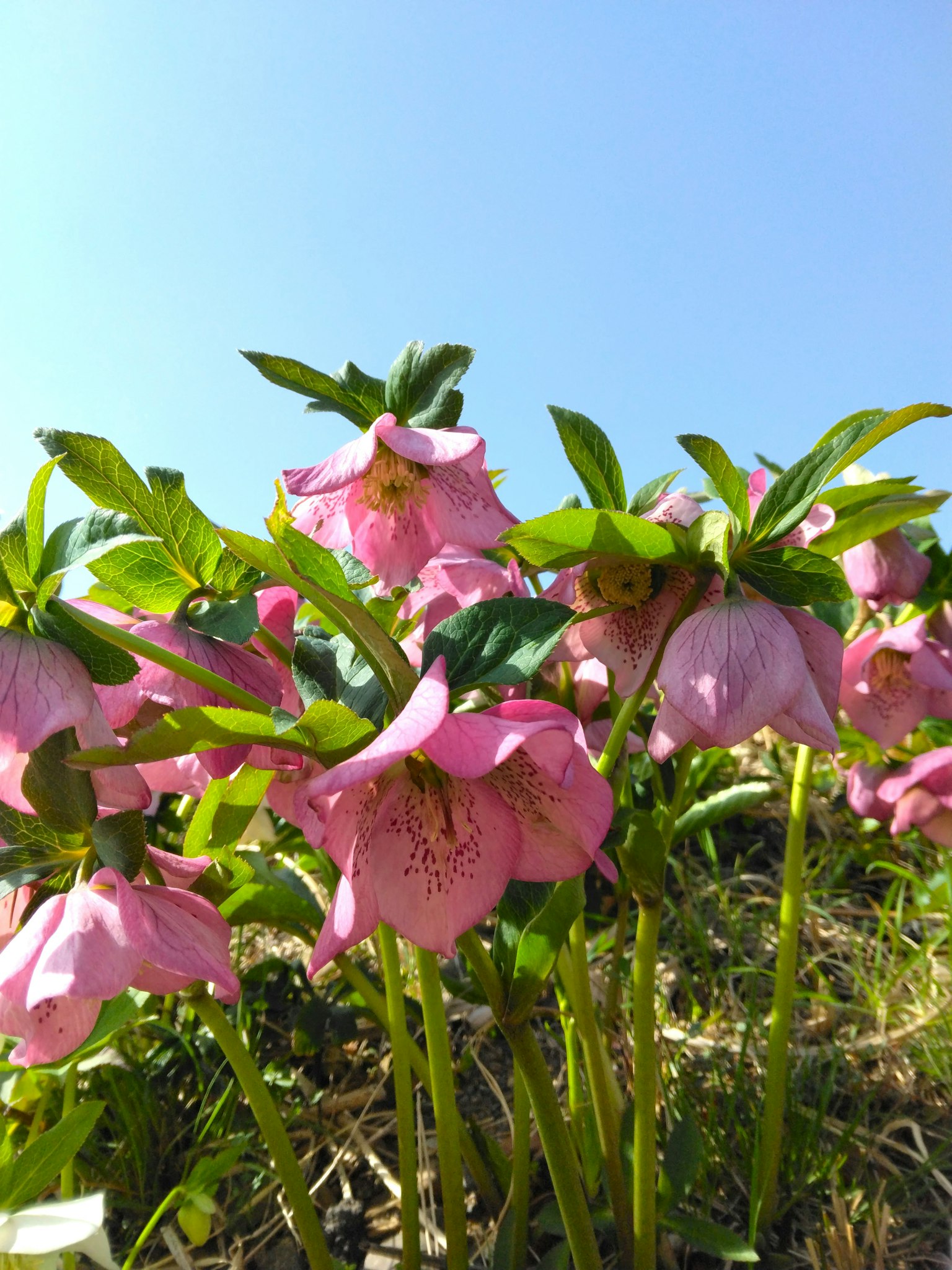 Fleurs roses en fleurs sous un ciel bleu clair avec des feuilles vertes
