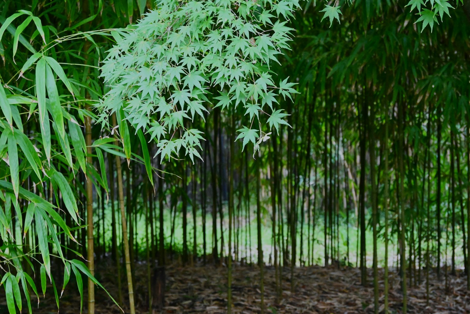 Foglia verde lussureggiante in una foresta di bambù
