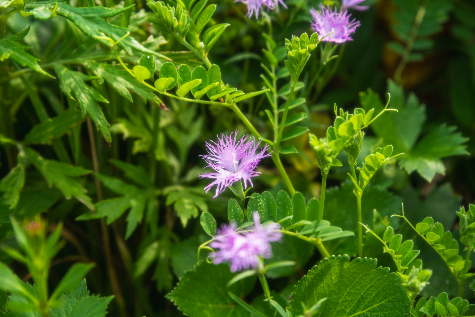 Gros plan d'une plante avec des fleurs violettes parmi des feuilles vertes