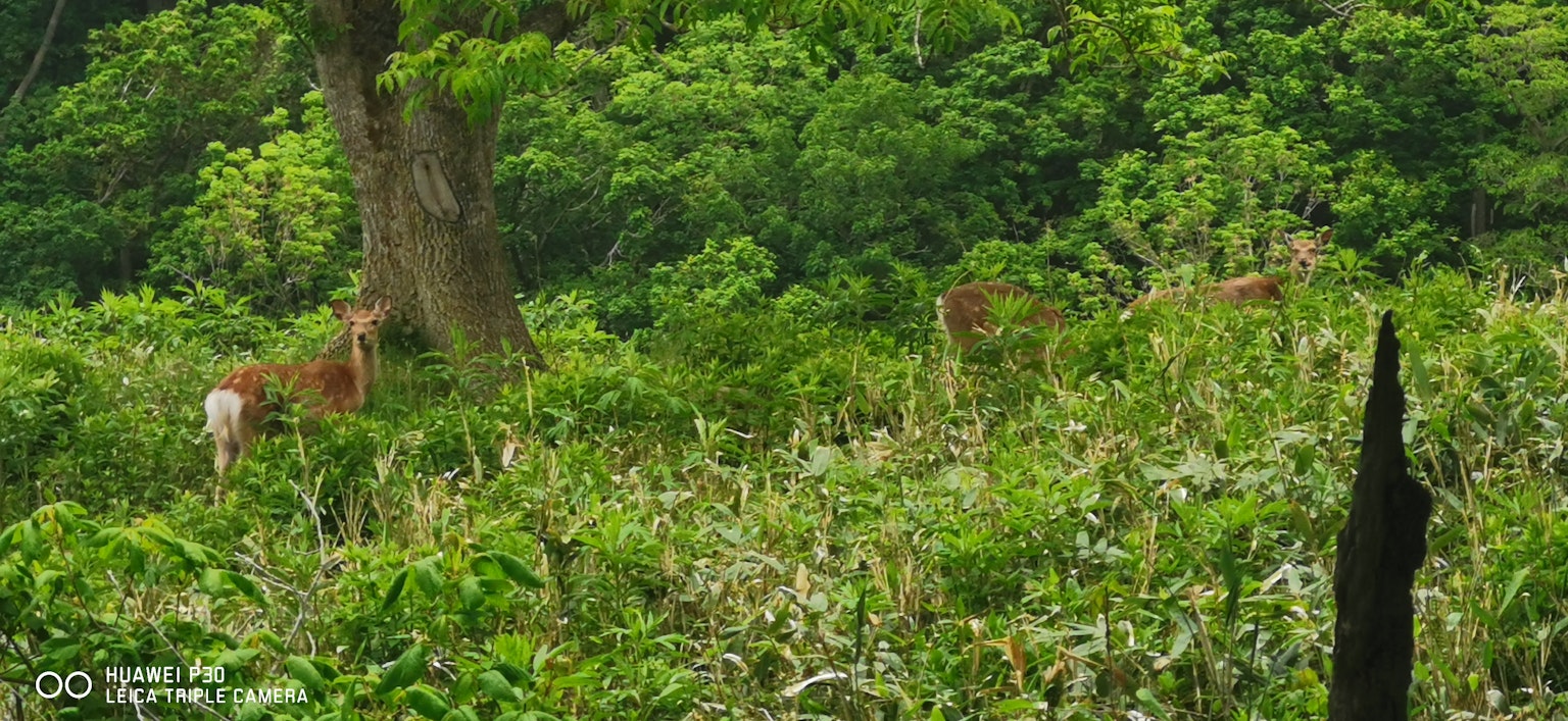 Pemandangan beberapa rusa di hutan hijau yang rimbun
