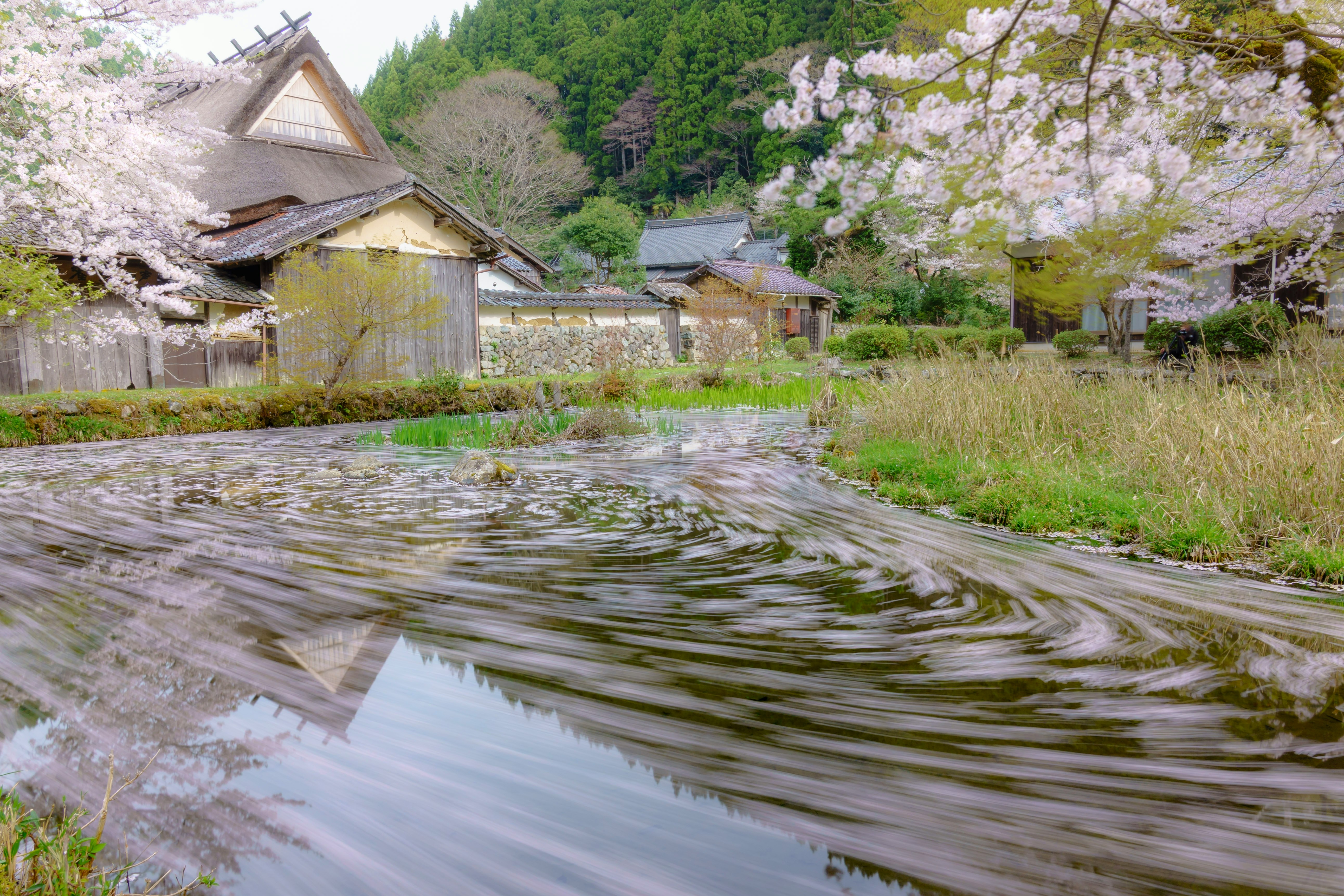 花筏のように水面に広がる桜の花びらと田舎の古民家の並ぶ景色