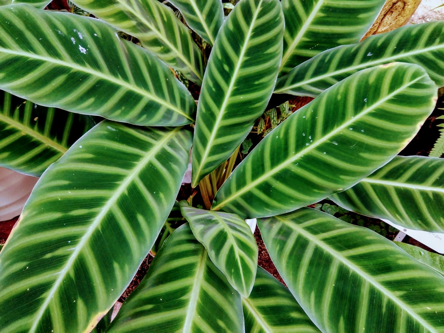 Top view of a houseplant with distinctive green leaves