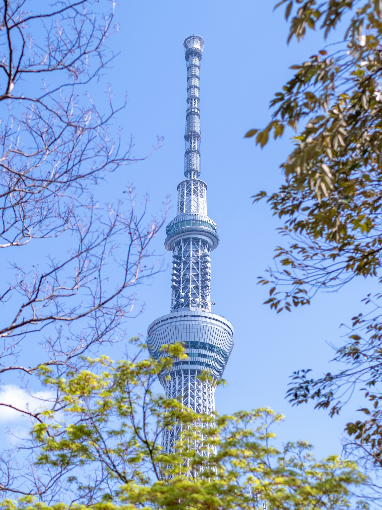 Tokyo Skytree che si erge sotto un cielo blu con alberi stagionali intorno