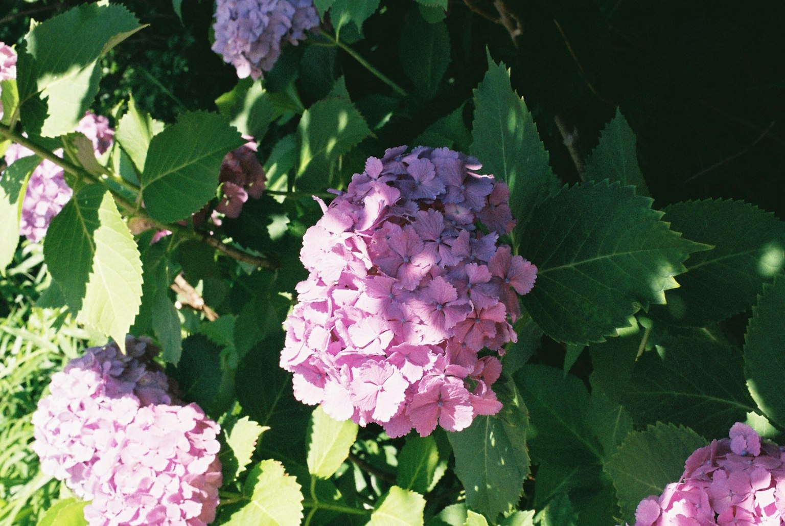 Bunga hydrangea merah muda dengan daun hijau