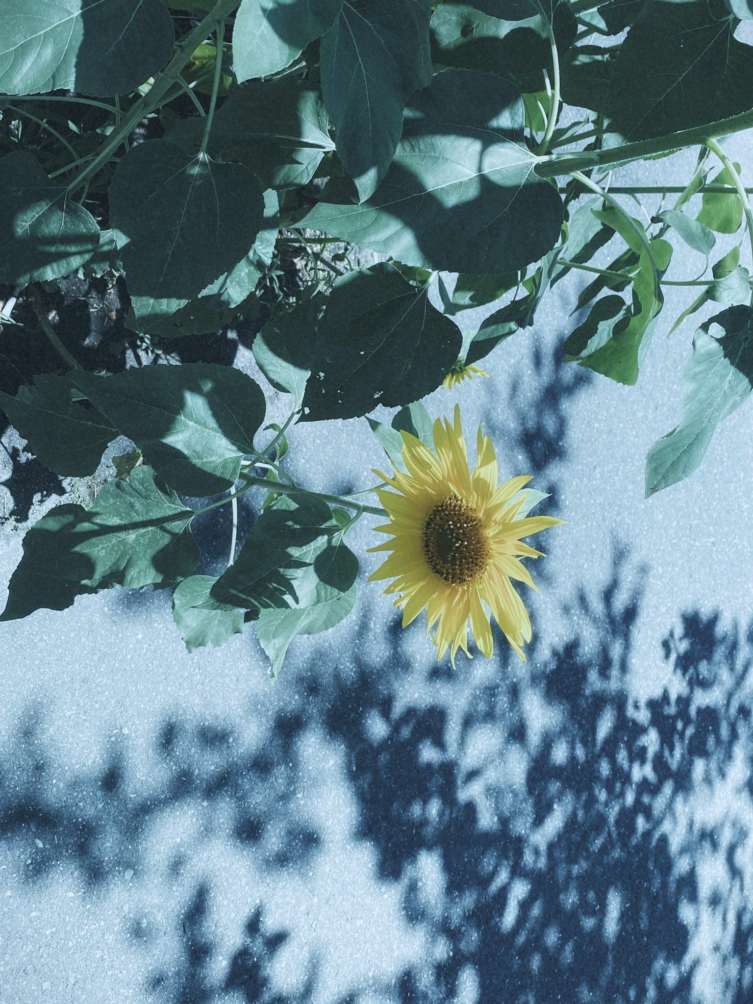 Girasole con foglie verdi che proiettano ombre su uno sfondo blu