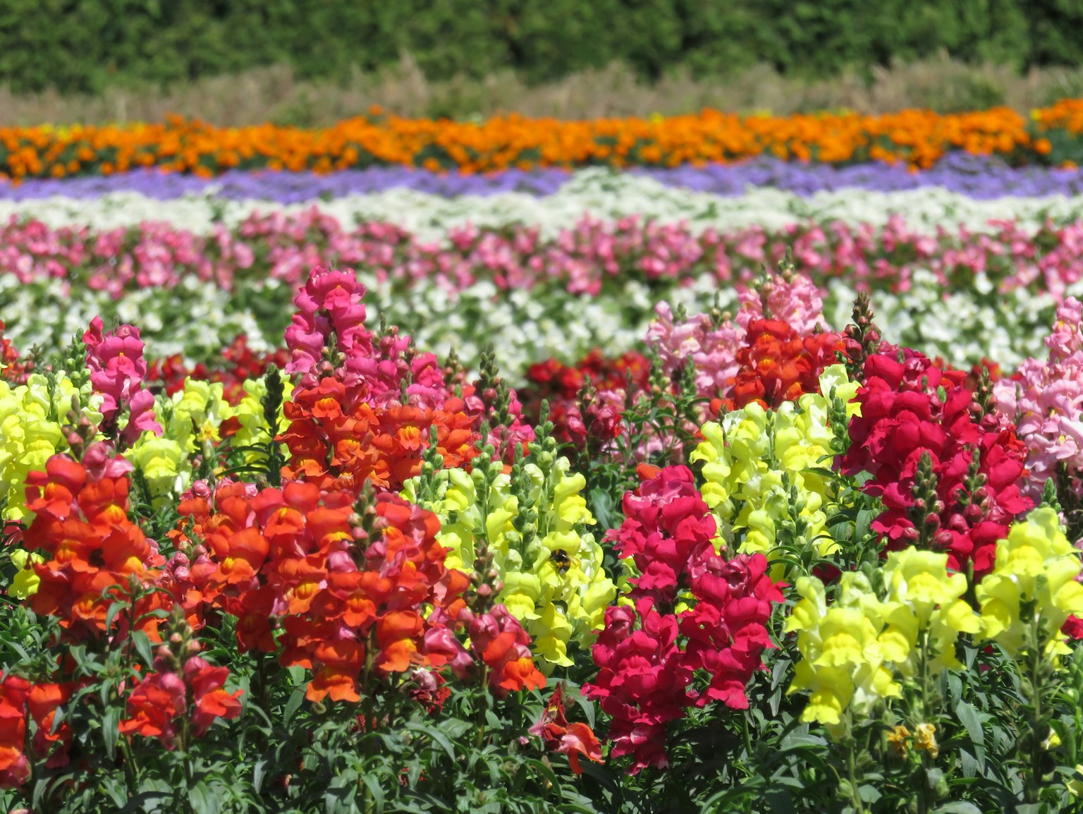 A beautiful flower field with a variety of colorful blooms