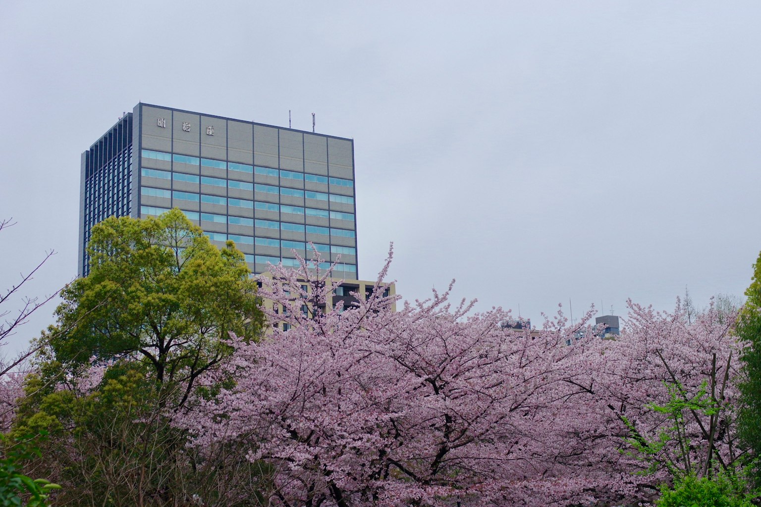 盛開的櫻花樹和現代建築的風景