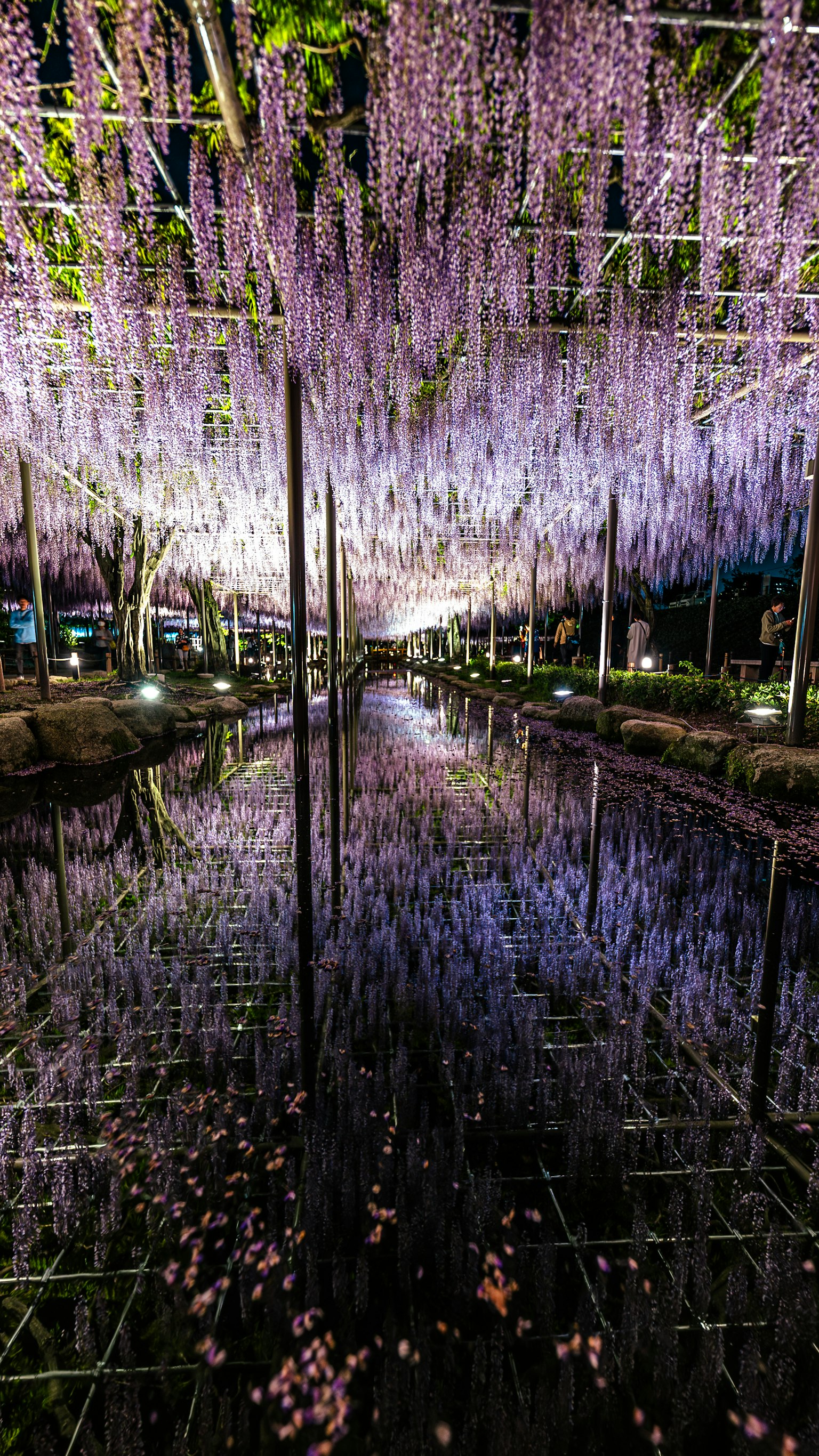 Hermoso túnel de flores de glicina moradas colgando sobre una superficie de agua reflectante creando una atmósfera de ensueño