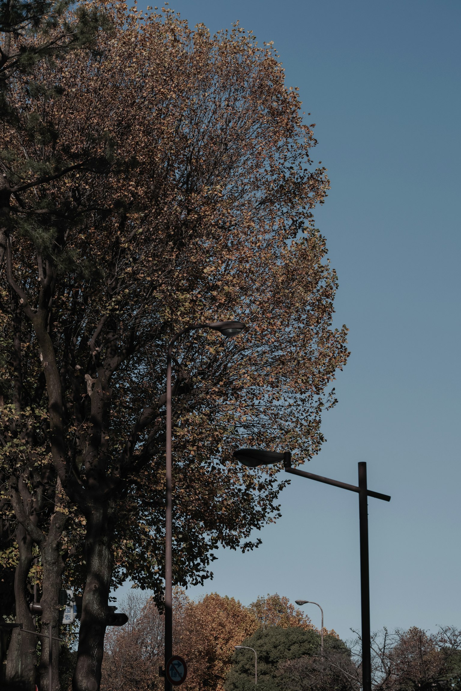 A large tree and street lamp under a clear blue sky