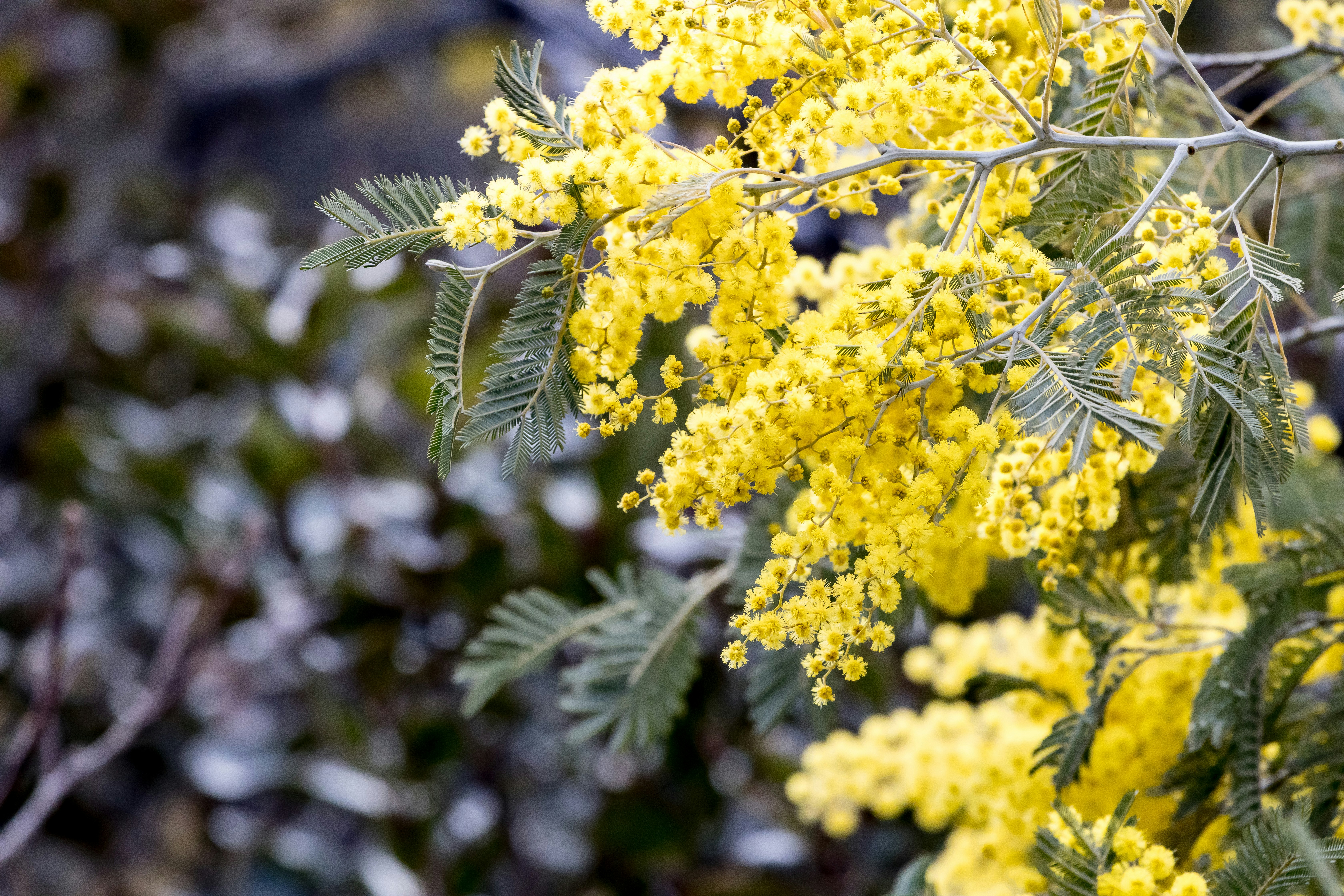 黄色いミモザの花とシルバーグリーンの葉が枝に咲く