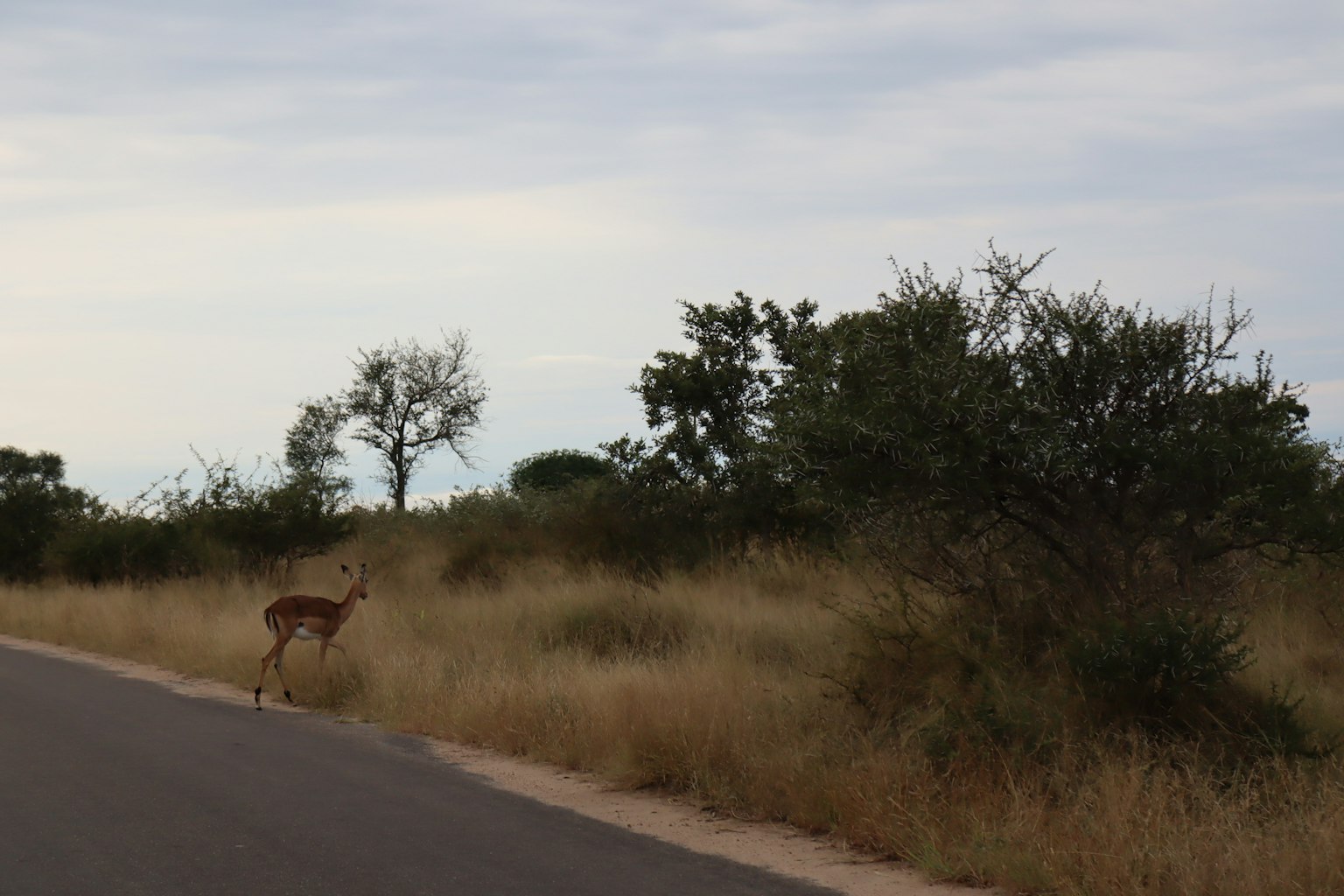 A small deer near the roadside surrounded by grass and trees