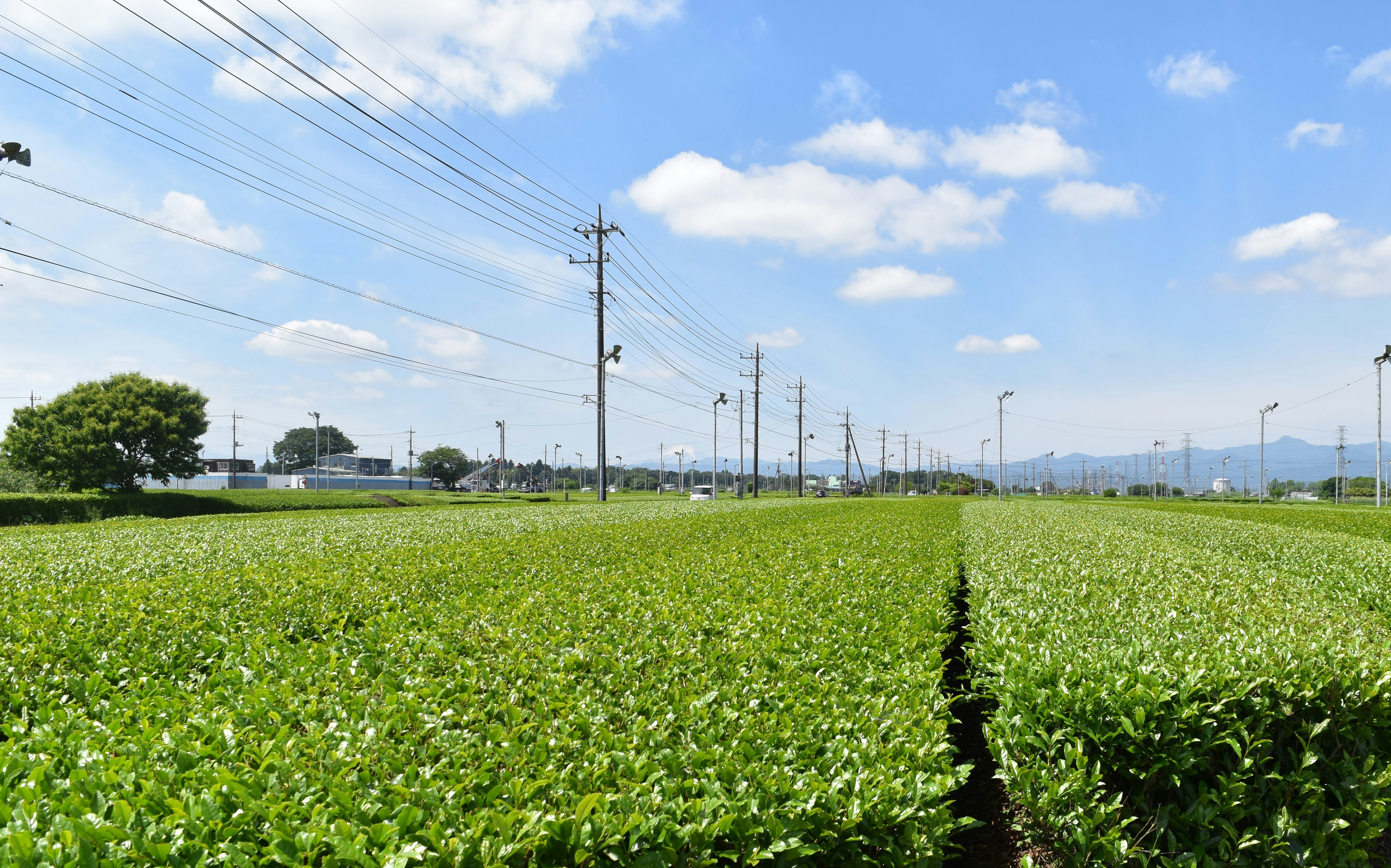 緑の畑と遠くの山並みを望む青空の風景