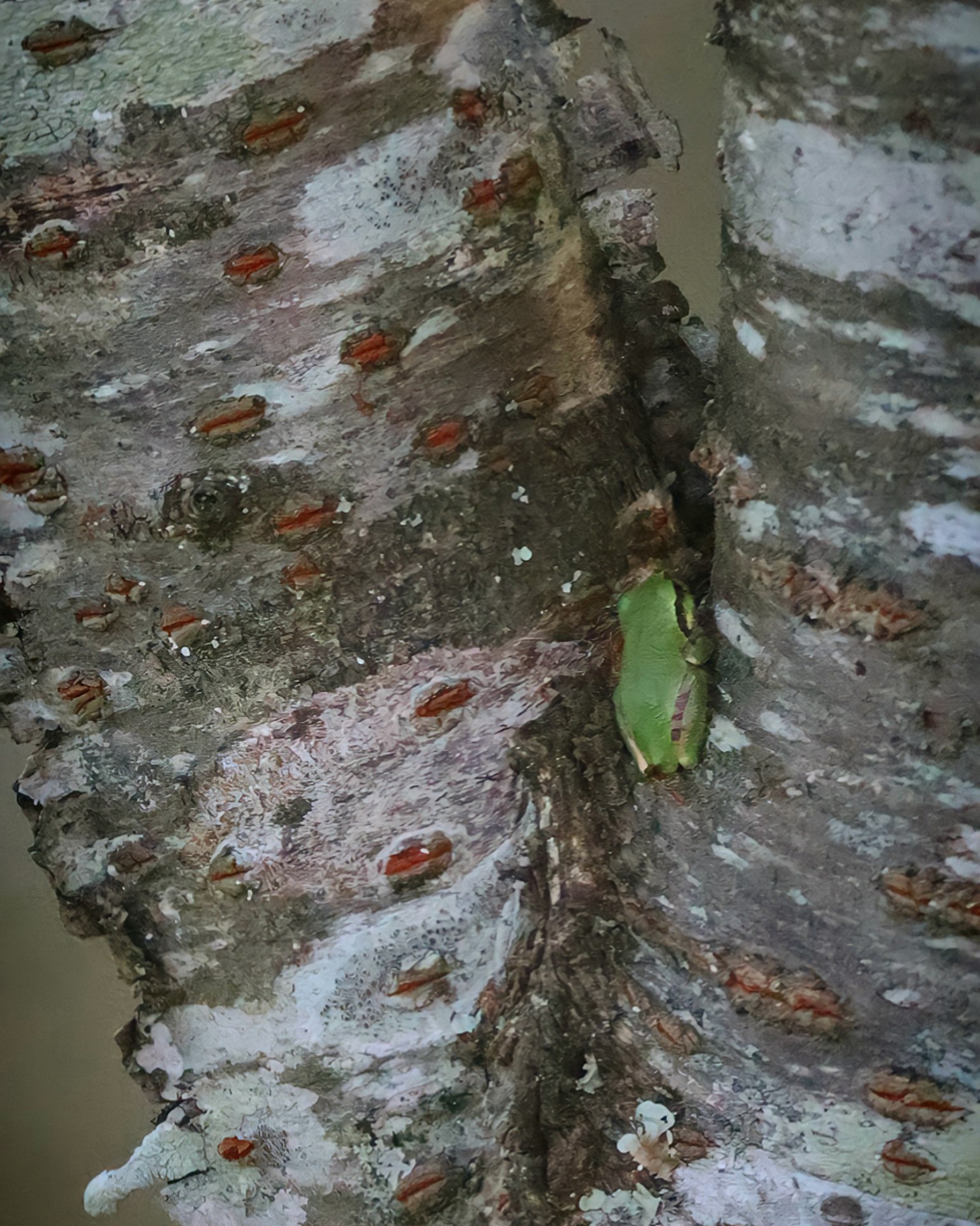 Close-up katak hijau yang tersamar di kulit pohon