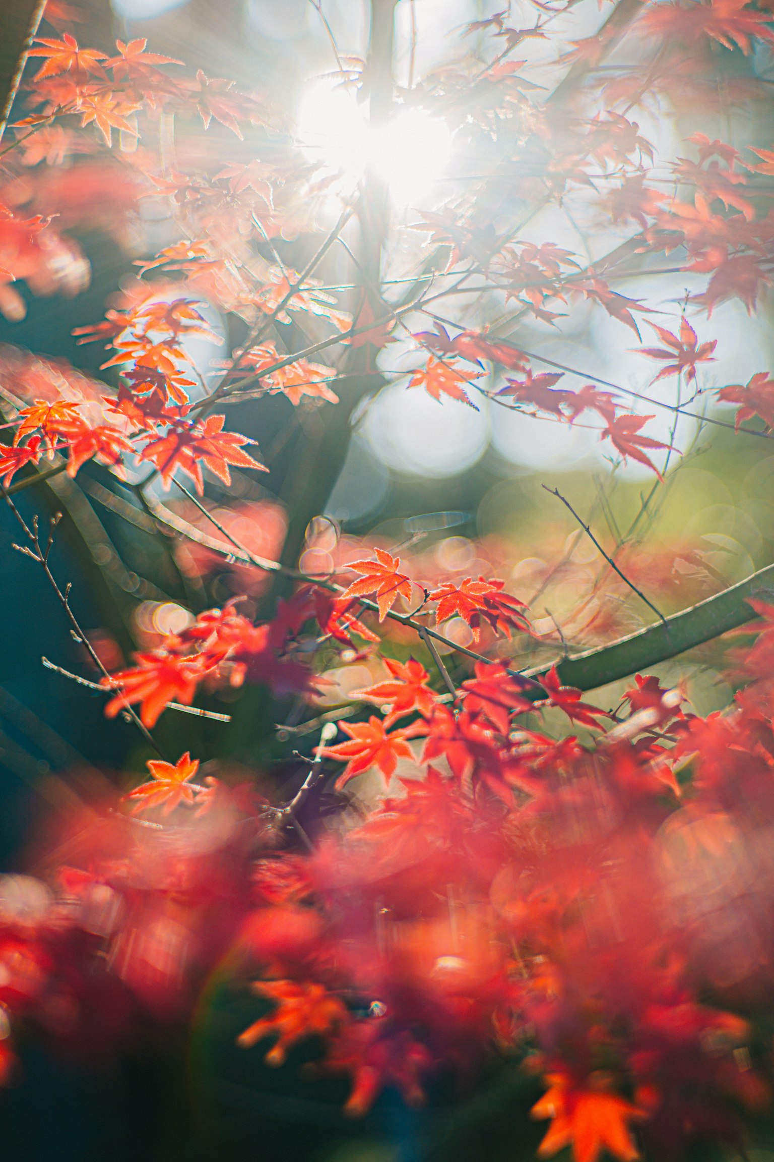 赤い葉が光を受けて輝く秋の風景