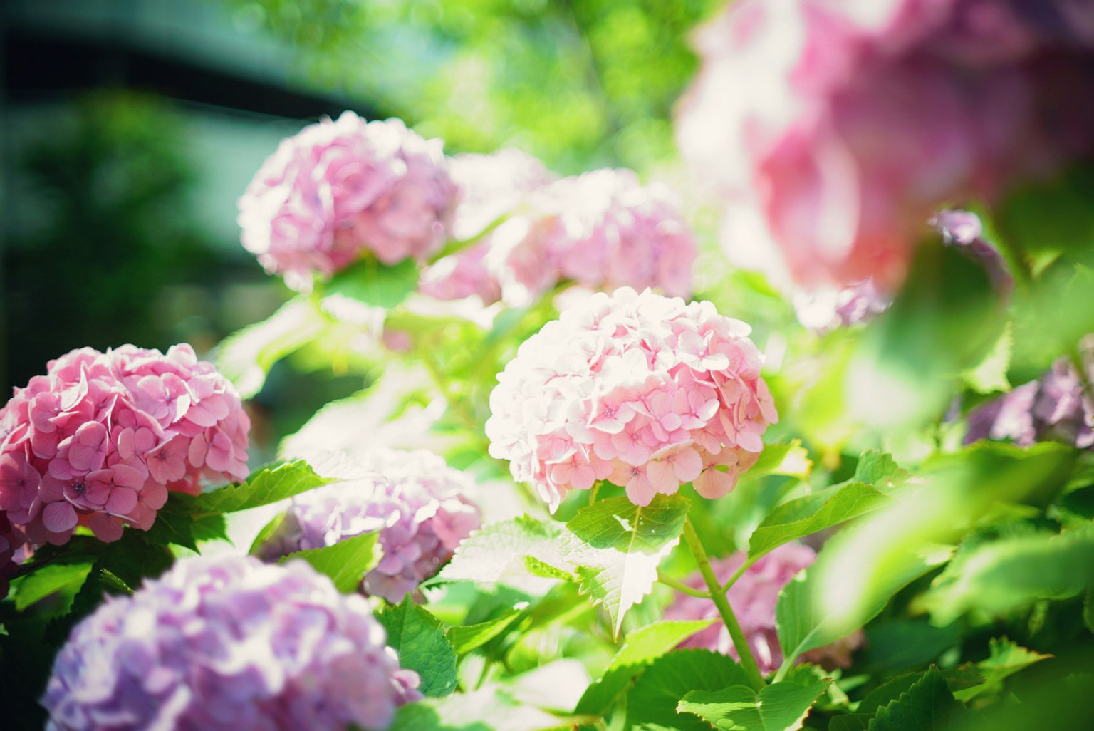 A vibrant display of blooming hydrangea flowers in shades of pink and purple