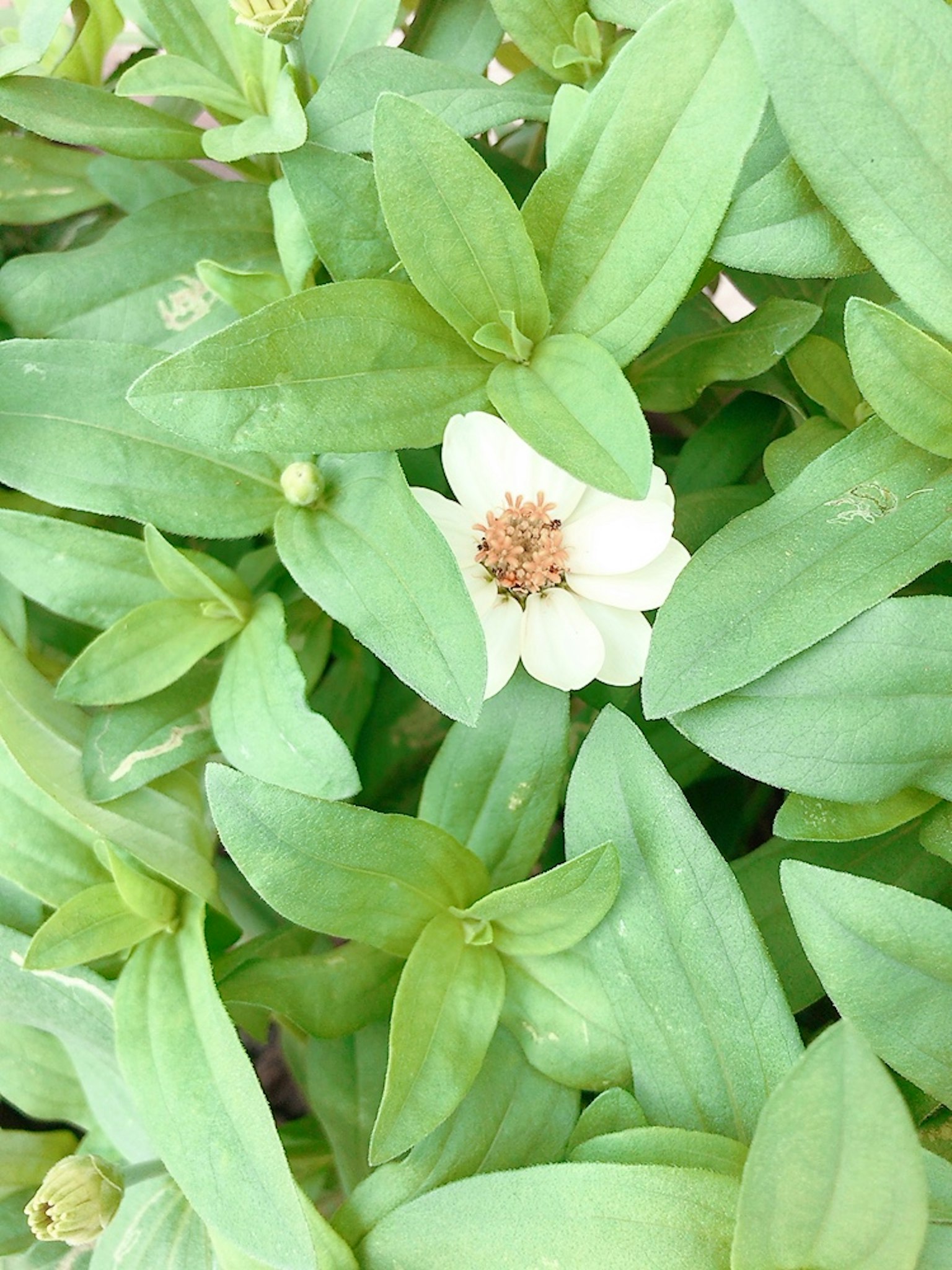Gros plan d'une fleur blanche entourée de feuilles vertes