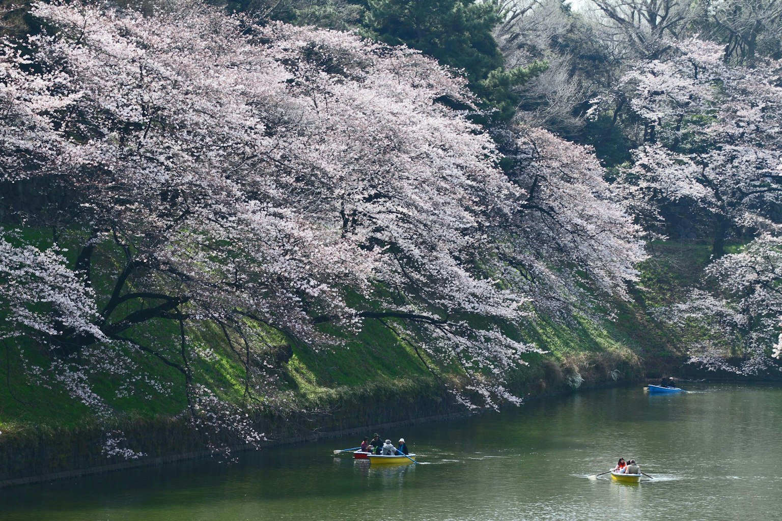 Scena di alberi di ciliegio in fiore lungo un fiume con barche
