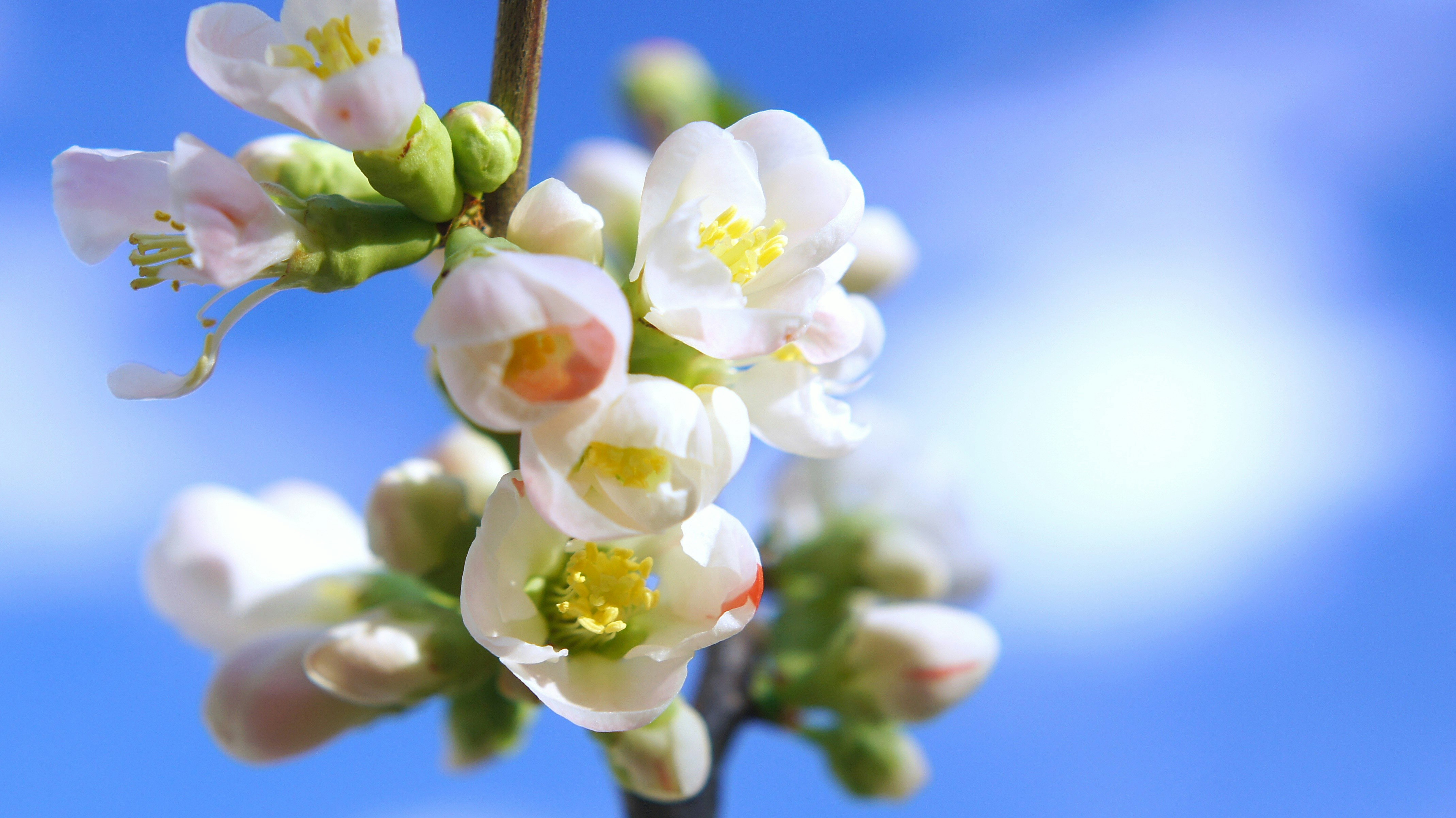 White bokeh blossoms on a branch against a blue sky