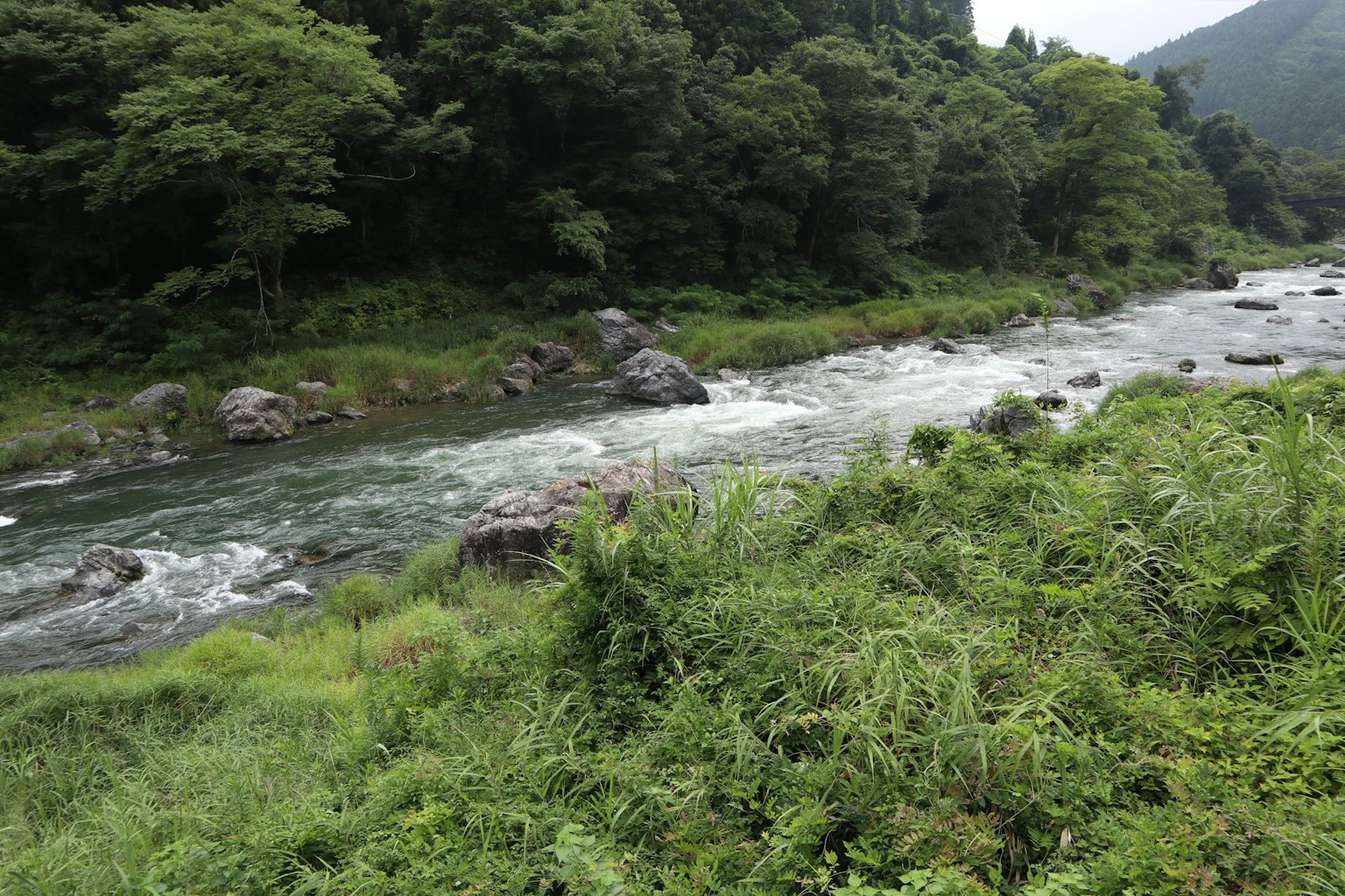 郁郁葱葱的河流景观，流动的水和岩石，周围环绕着树木