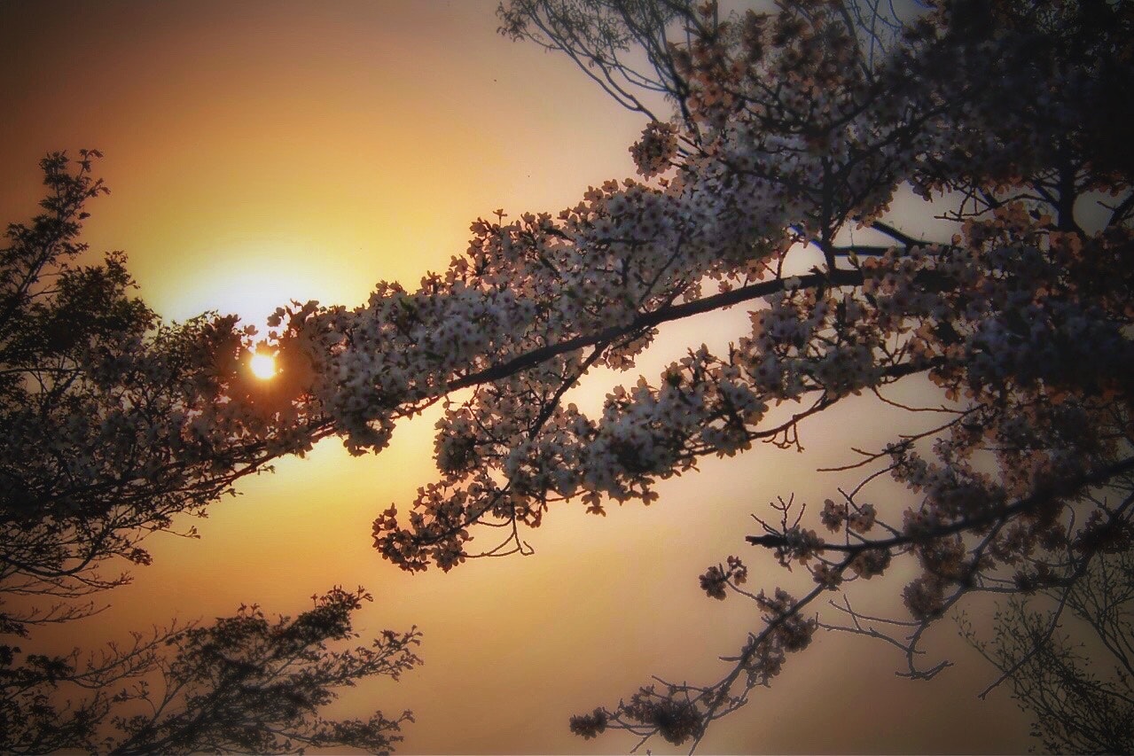夕時に咲くソメイヨシノの枝と夕陽の光が差す近所の公園の風景