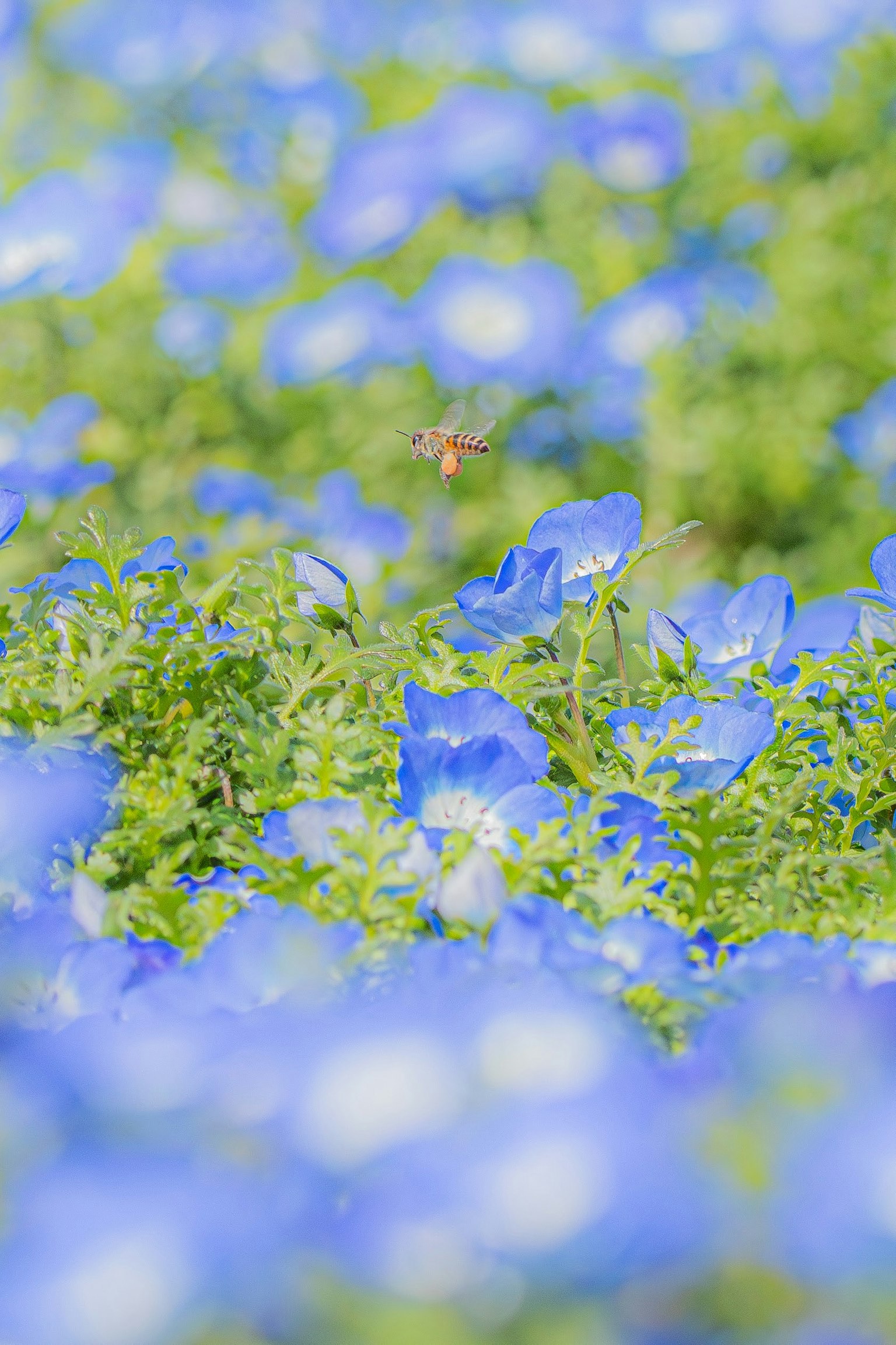 Eine Landschaft voller blauer Blumen umgeben von grünen Blättern mit Nemophila-Blüten