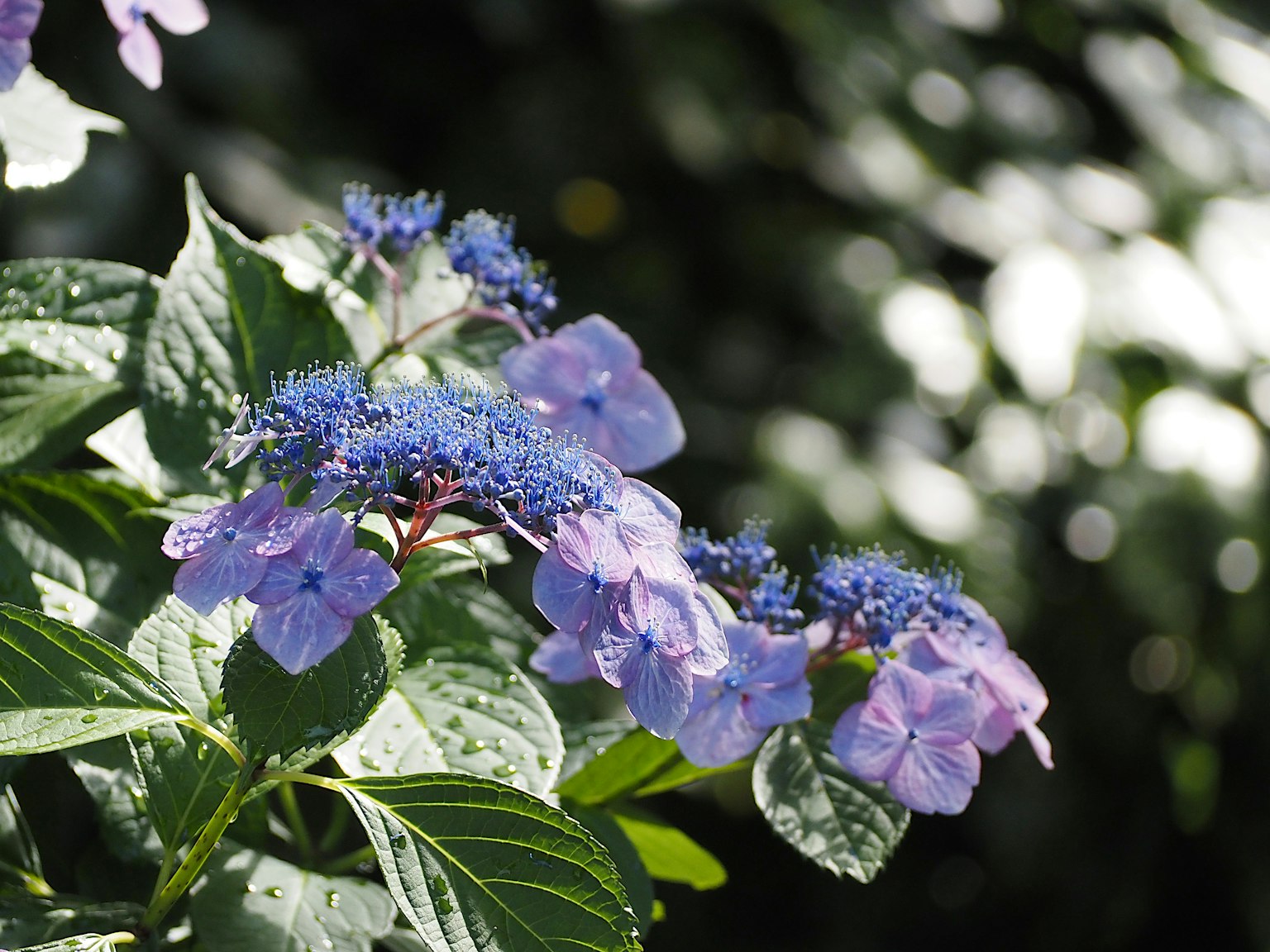 Primo piano di una pianta con fiori blu-viola foglie verdi sfocate sullo sfondo