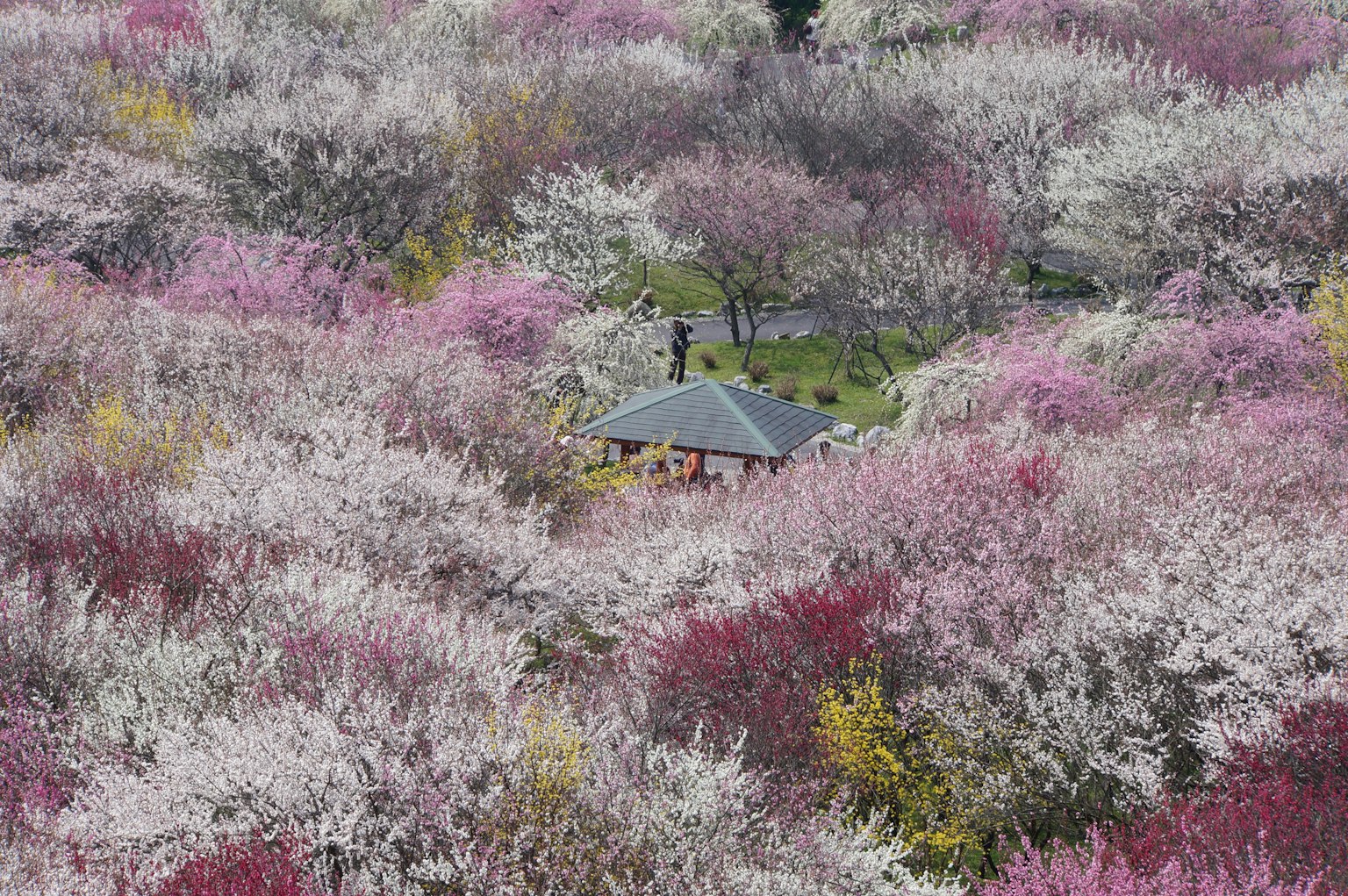 A scenic view of a small pavilion surrounded by colorful blooming trees