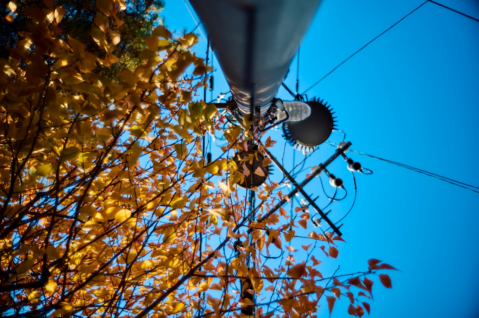 View from below a utility pole with autumn leaves and blue sky