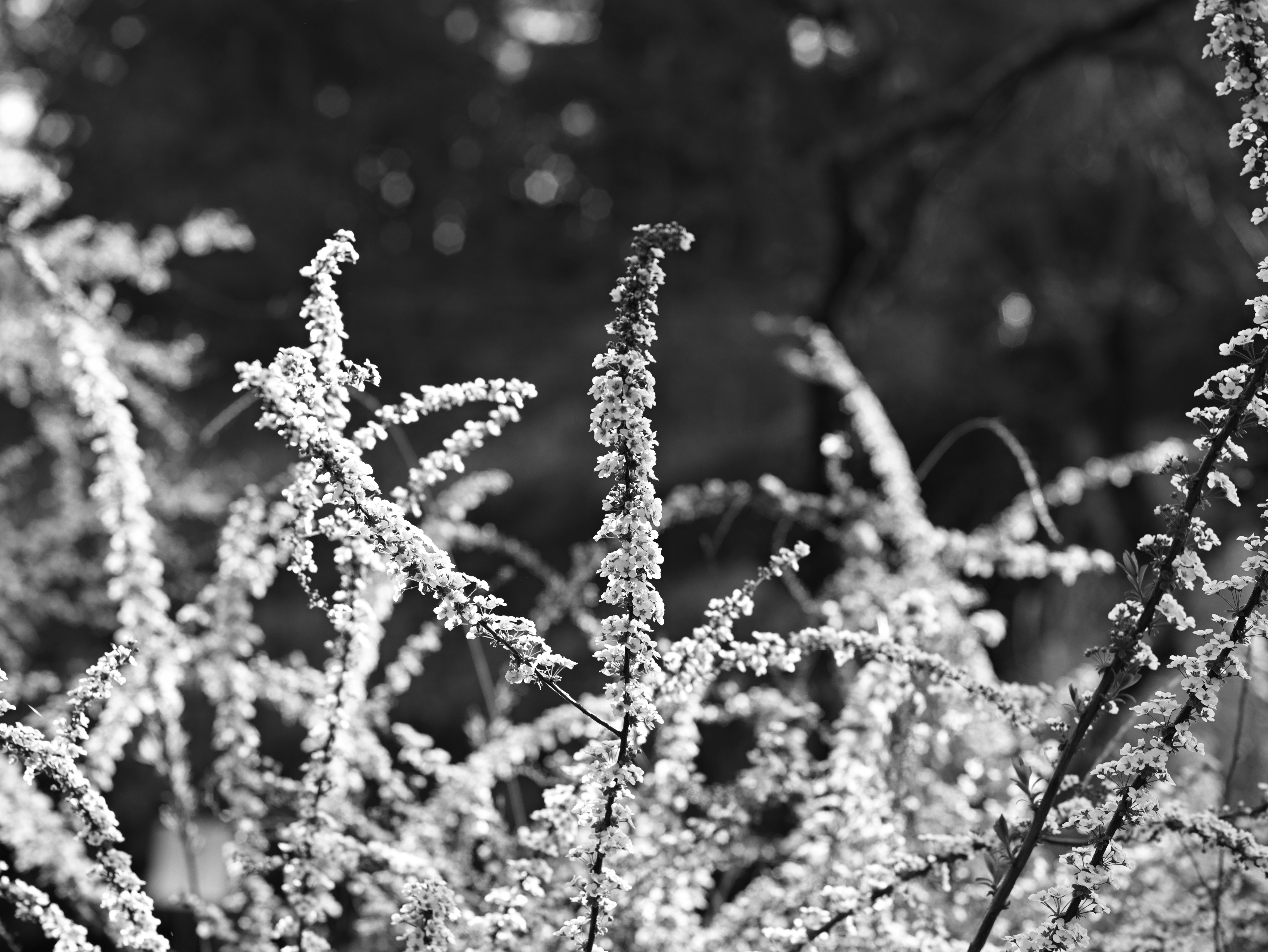 霜のついた草花のクローズアップ