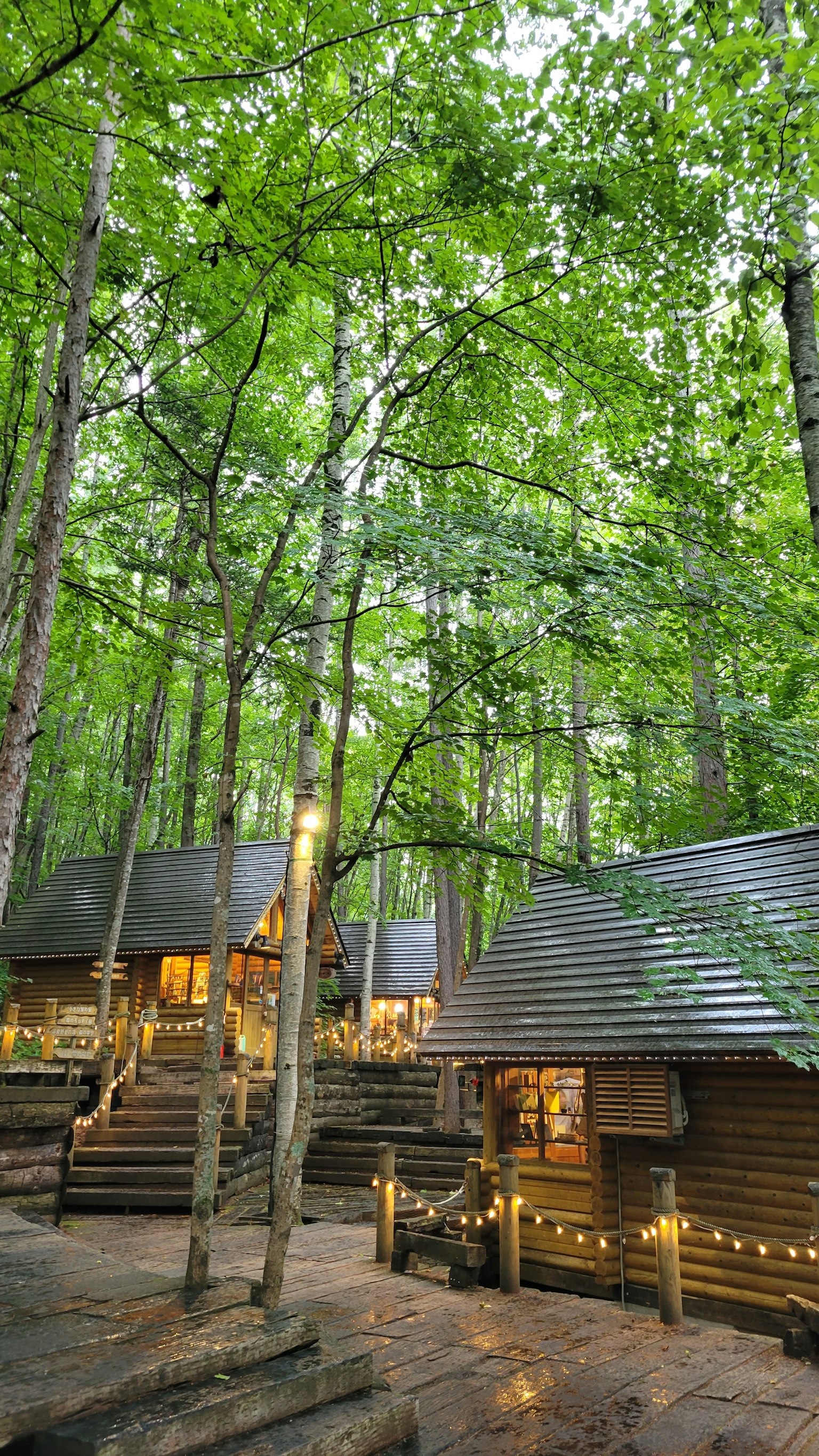 Cảnh đẹp của những cabin gỗ nằm trong rừng xanh tươi với ánh sáng ấm áp xuyên qua cây cối