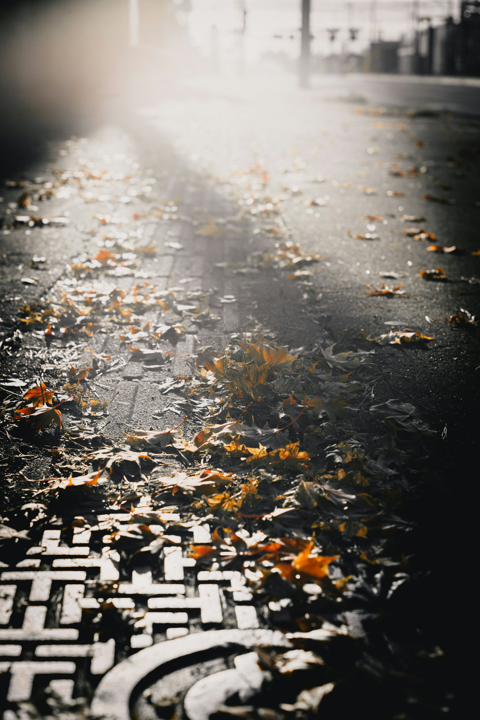 落ち葉が散らばる舗装された道の上に光が差し込む風景