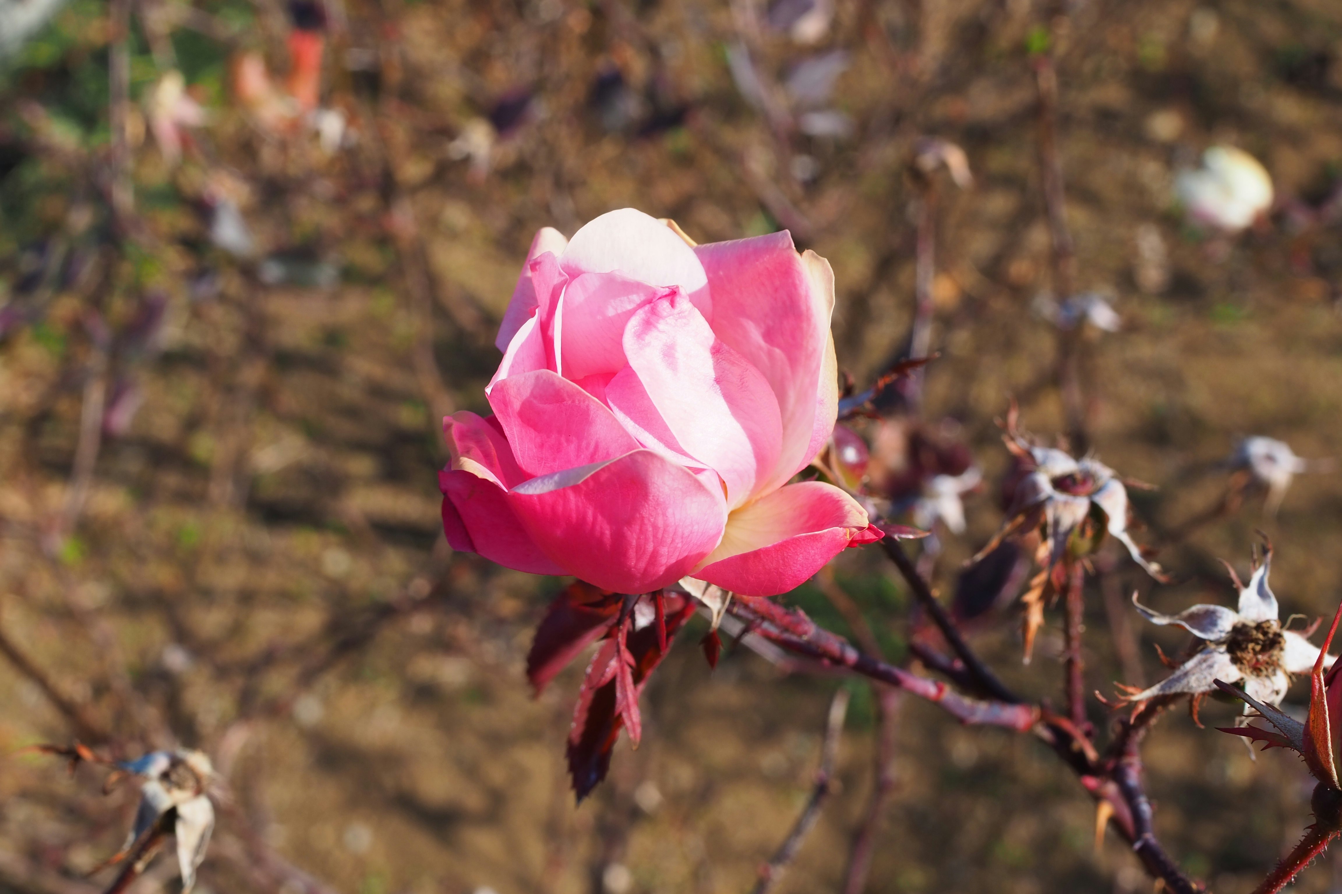 花びらが鮮やかなバラの花と枝先