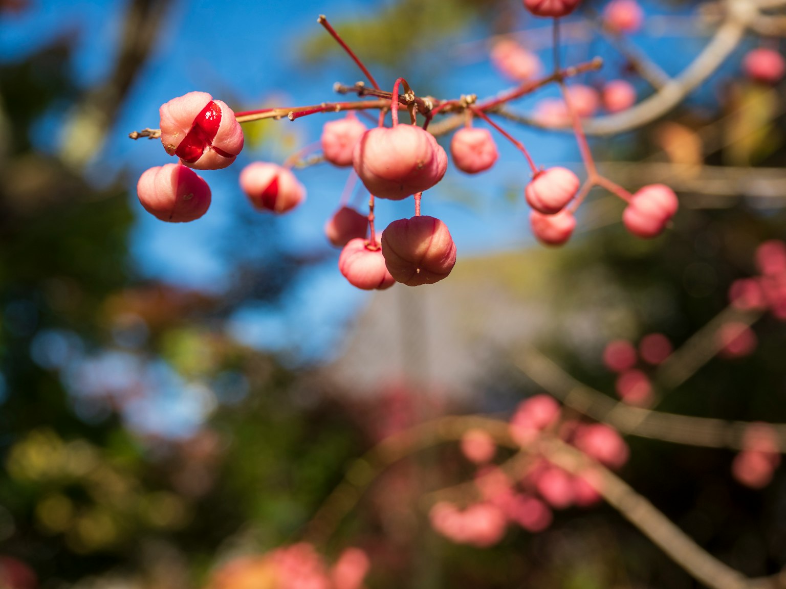 Close-up of branches with pink fruit against a blue sky