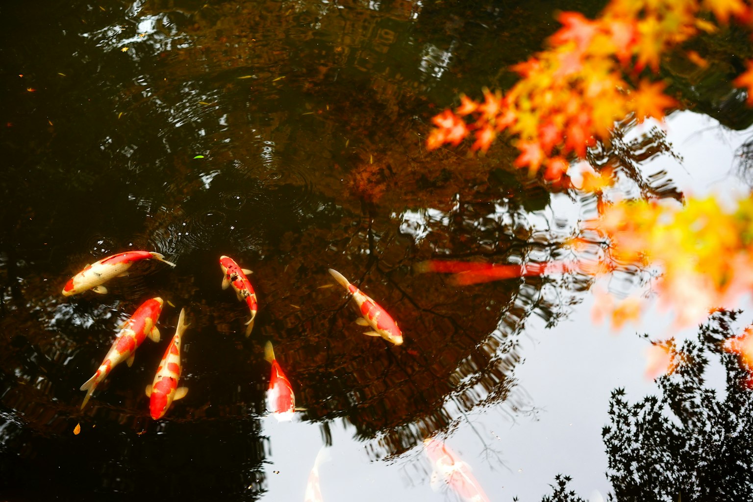 Pesci koi colorati che nuotano in uno stagno con riflessi di foglie autunnali