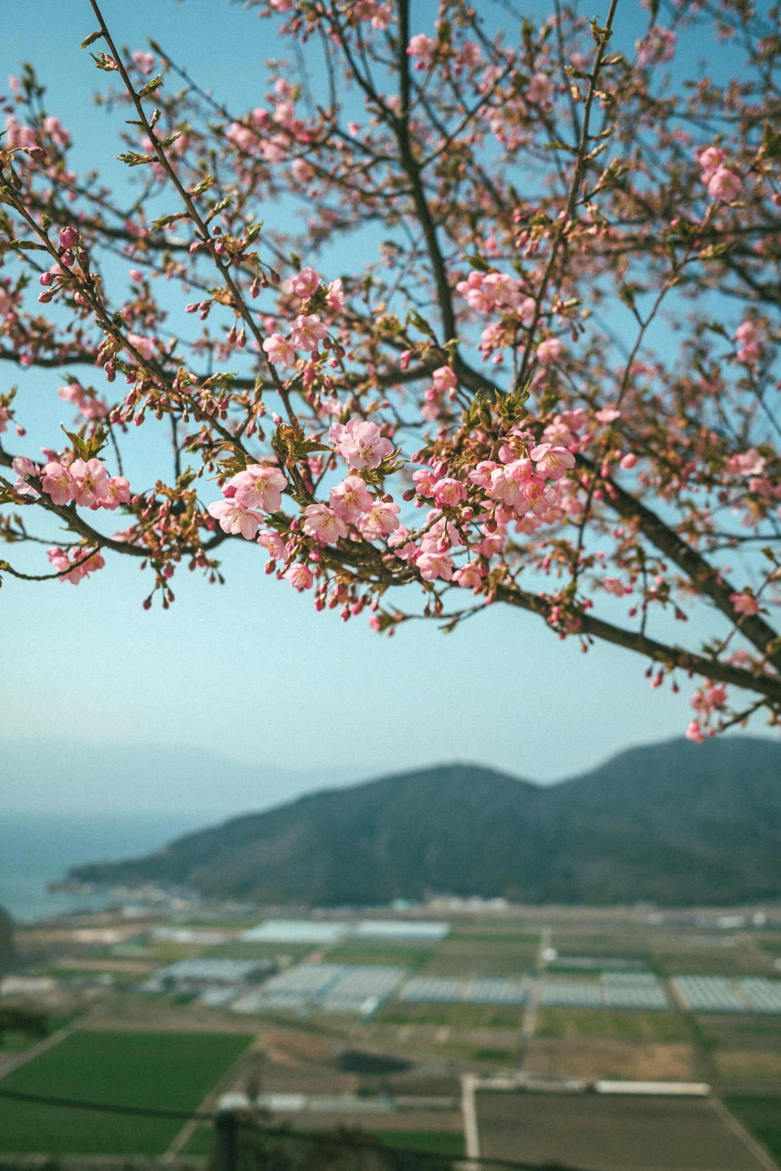 Ramo di fiori di ciliegio rosa con sfondo di cielo blu e montagne su campi verdi