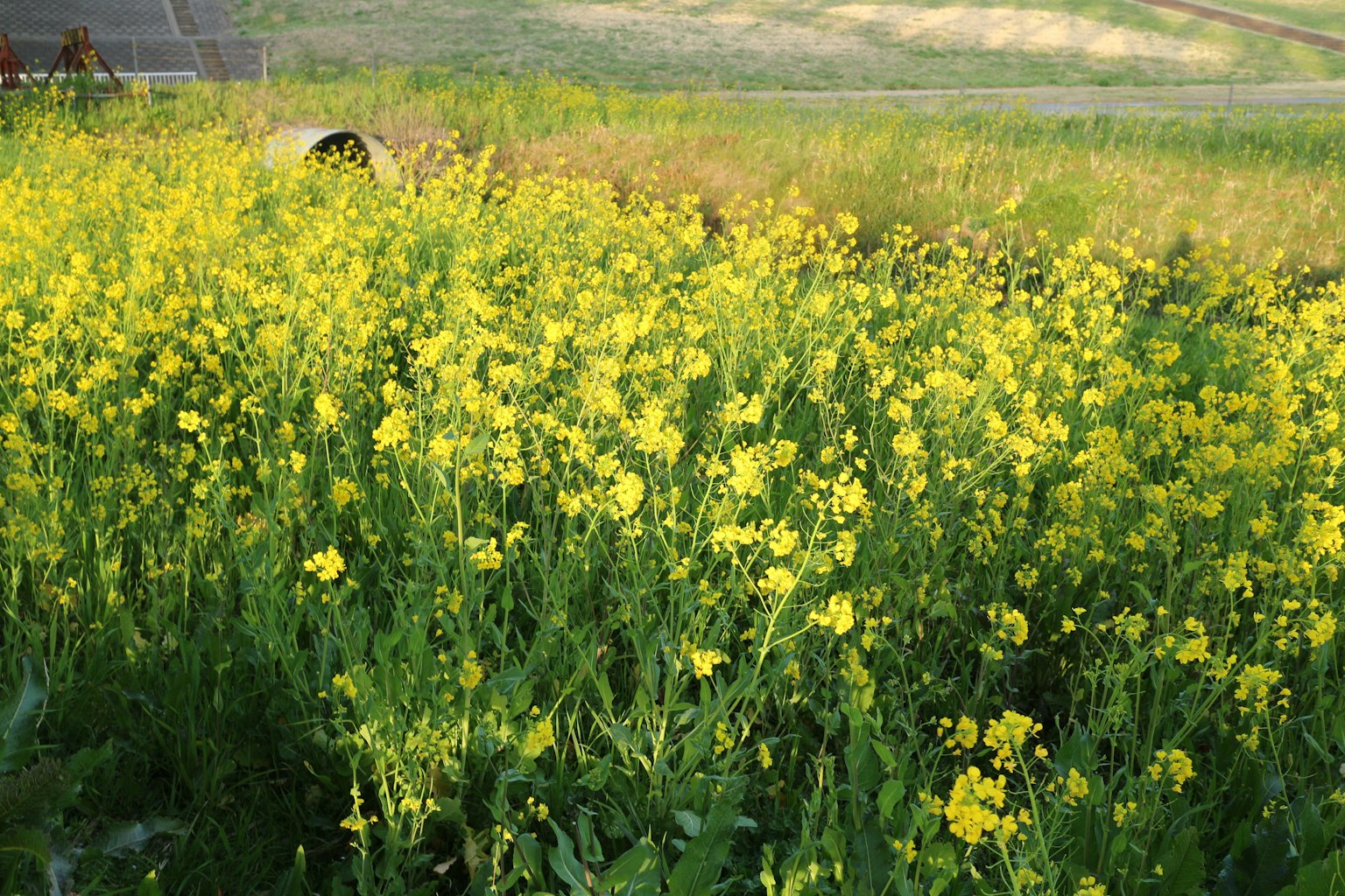 Eine Landschaft mit grünem Gras und blühenden gelben Blumen