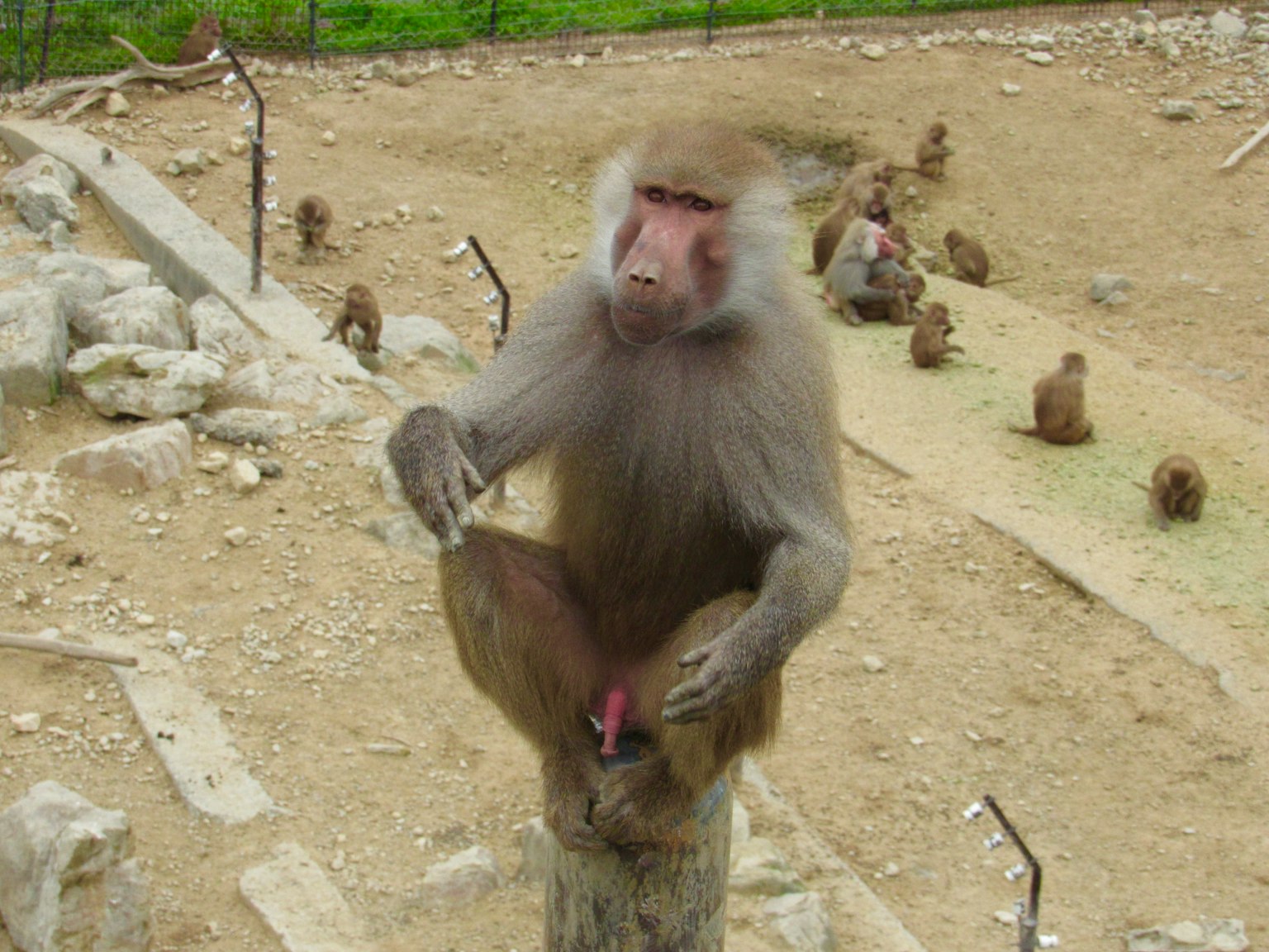 Un babouin assis sur un poteau avec d'autres babouins en arrière-plan
