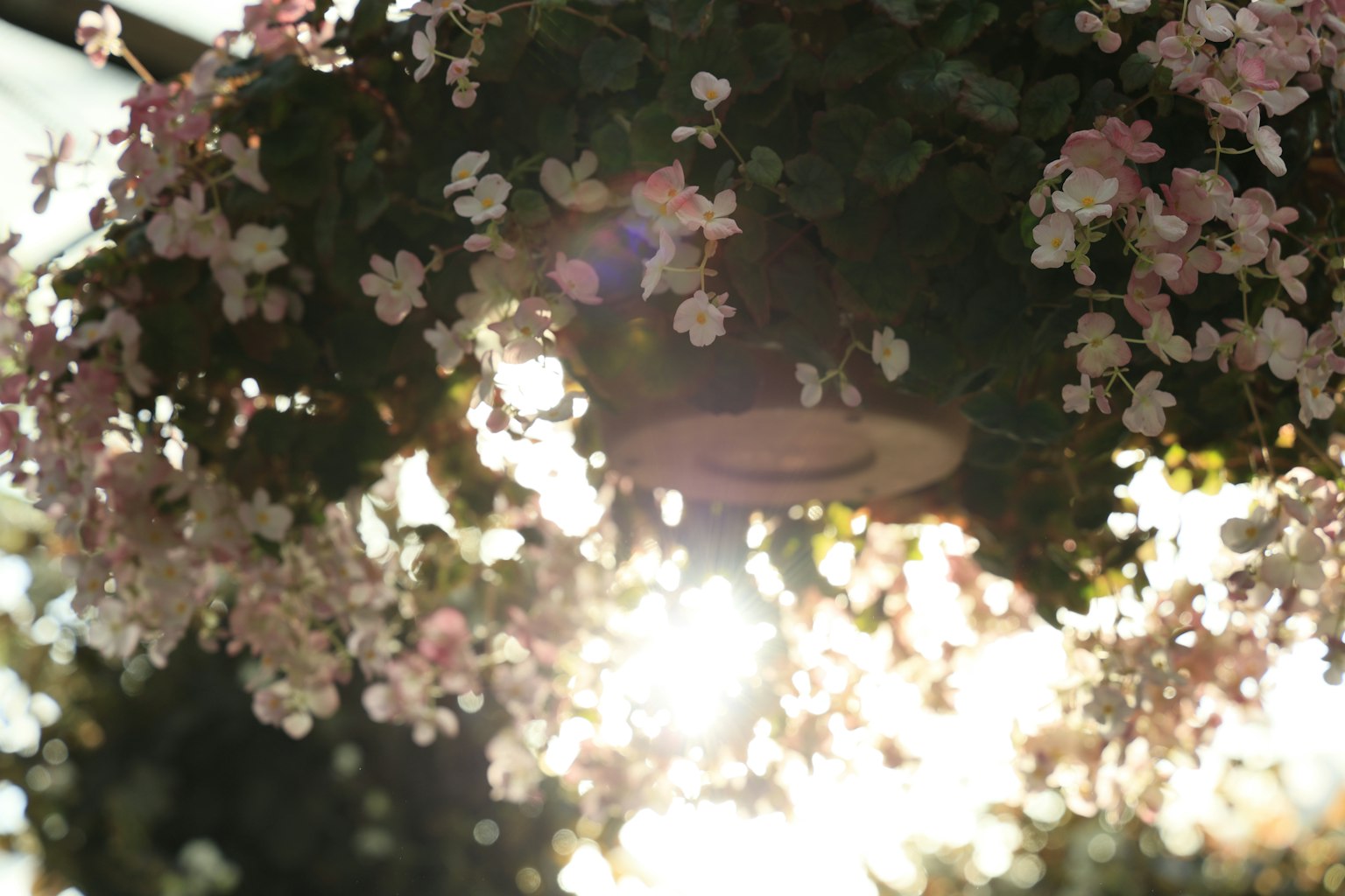 Vaso appeso pieno di fiori rosa illuminati da una luce soffusa