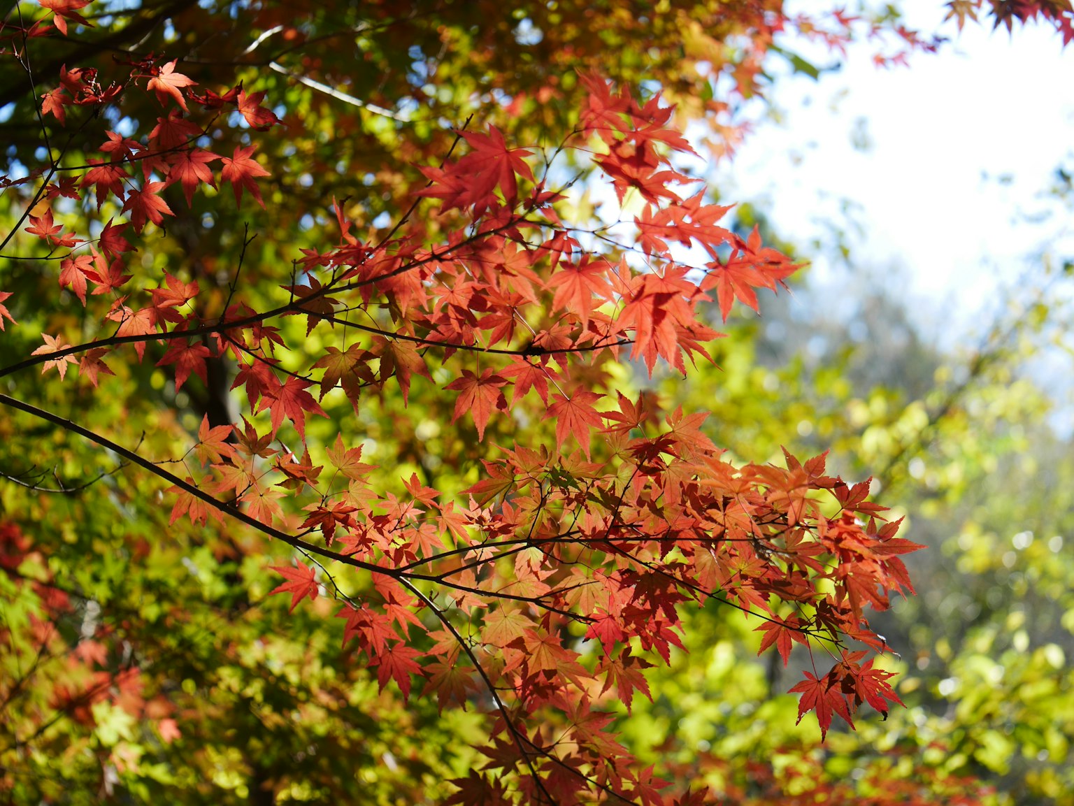Vibrant red leaves on a tree branch with a green background