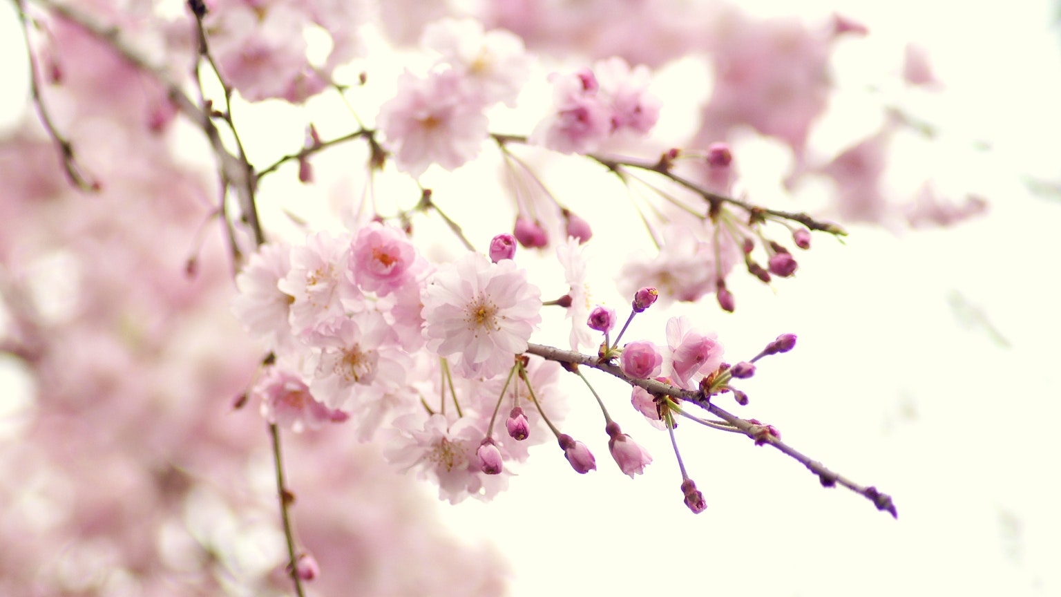 Nahaufnahme von blassrosa Kirschblüten an einem Zweig