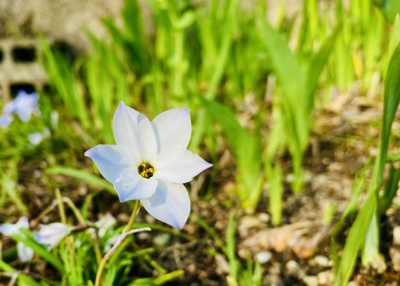 Une fleur blanche fleurissant parmi l'herbe verte