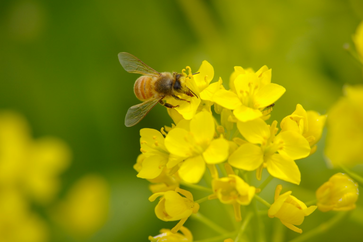 Biene, die Nektar von hellgelben Blumen sammelt