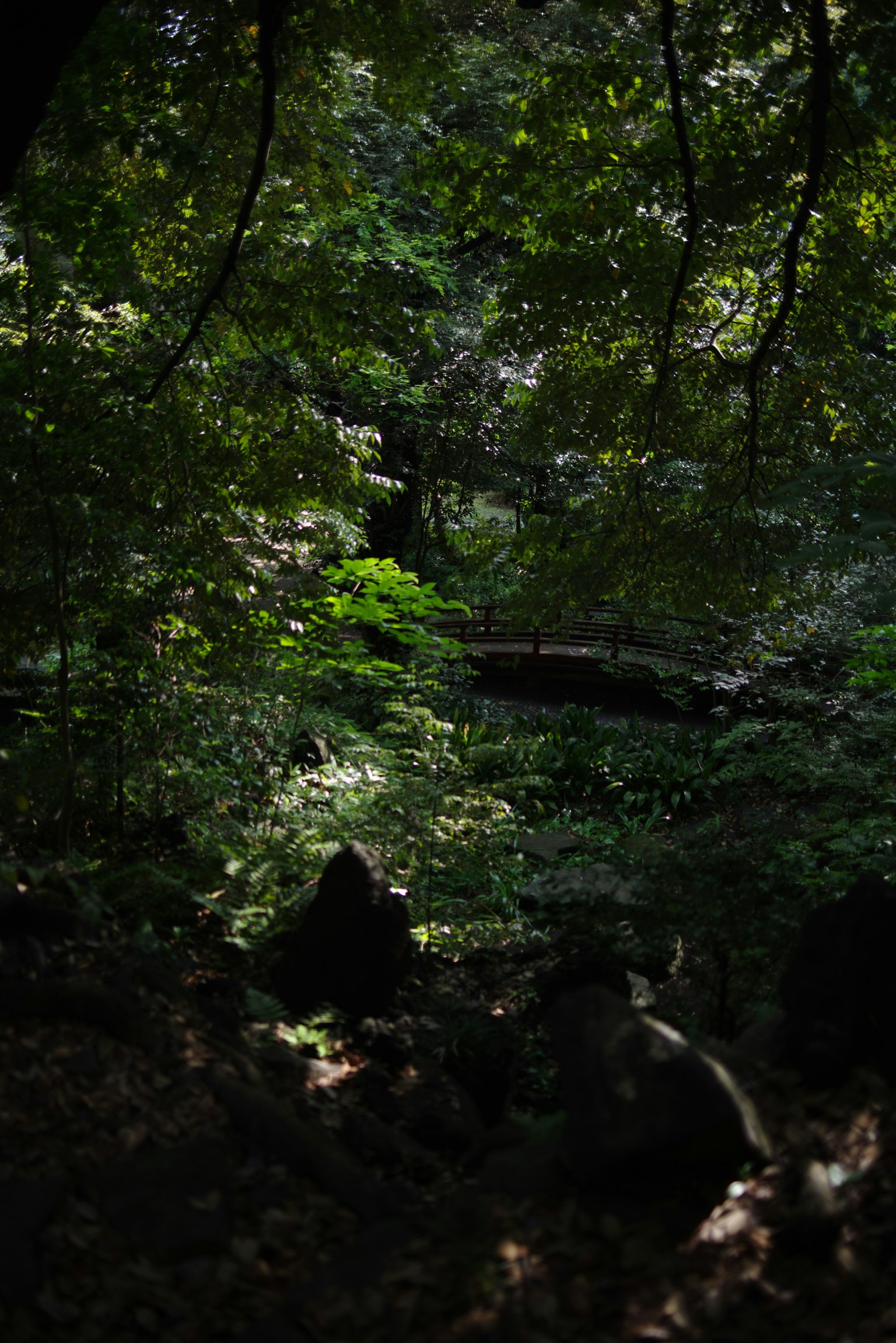 Un sentiero in una foresta verdeggiante con luce filtrata