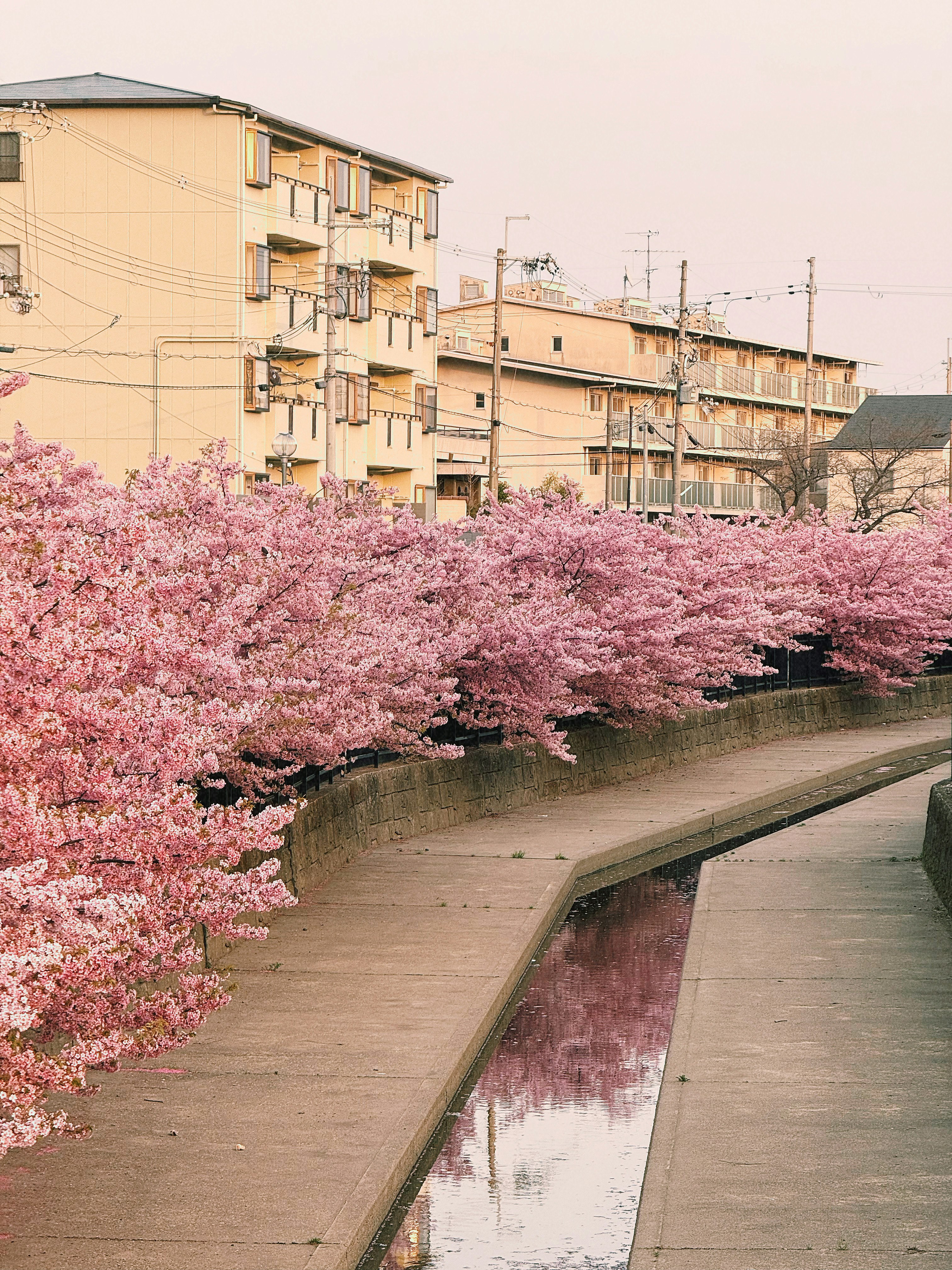 Cherry blossom trees along a canal beside a residential street